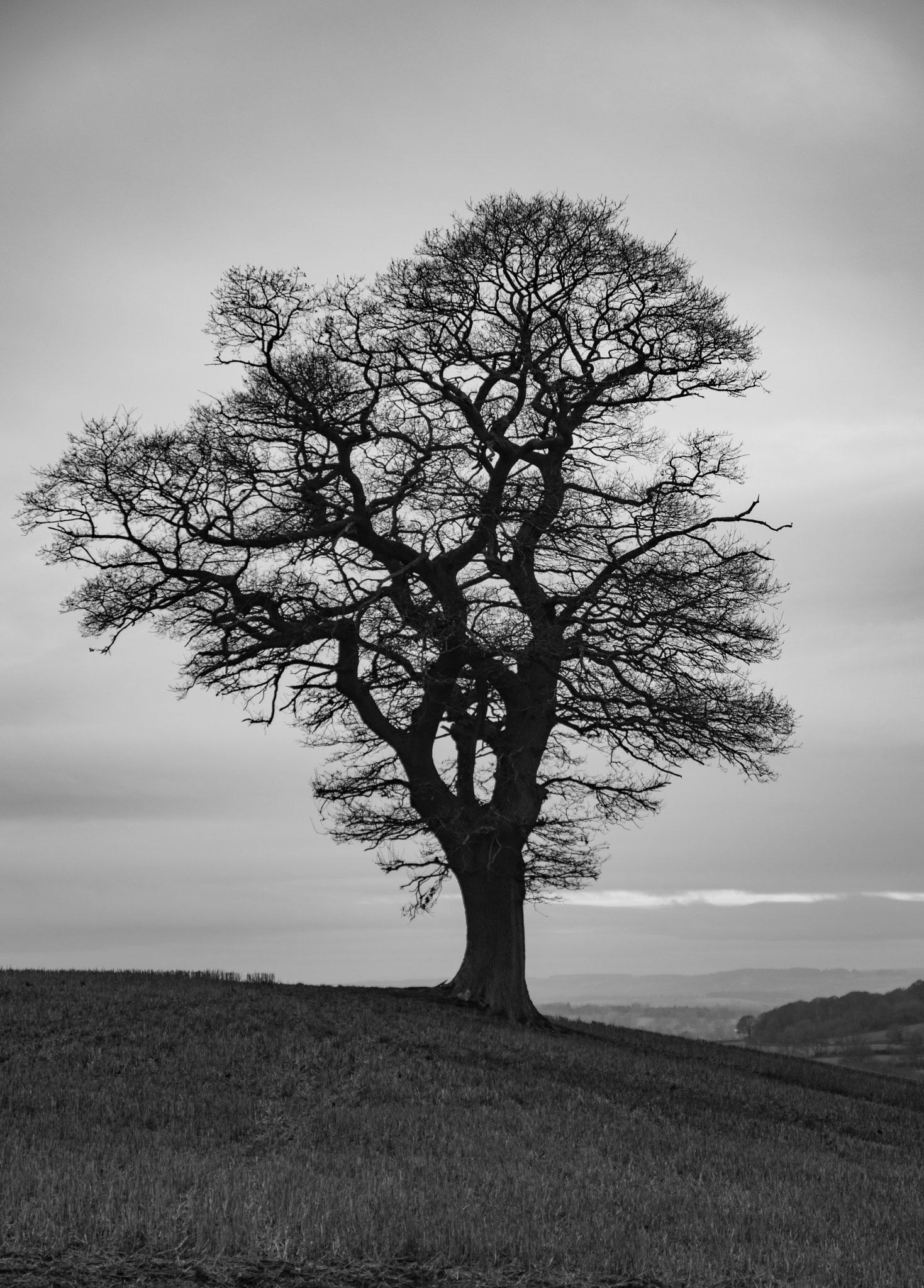 Pentax K-3 II sample photo. Tree ii photography