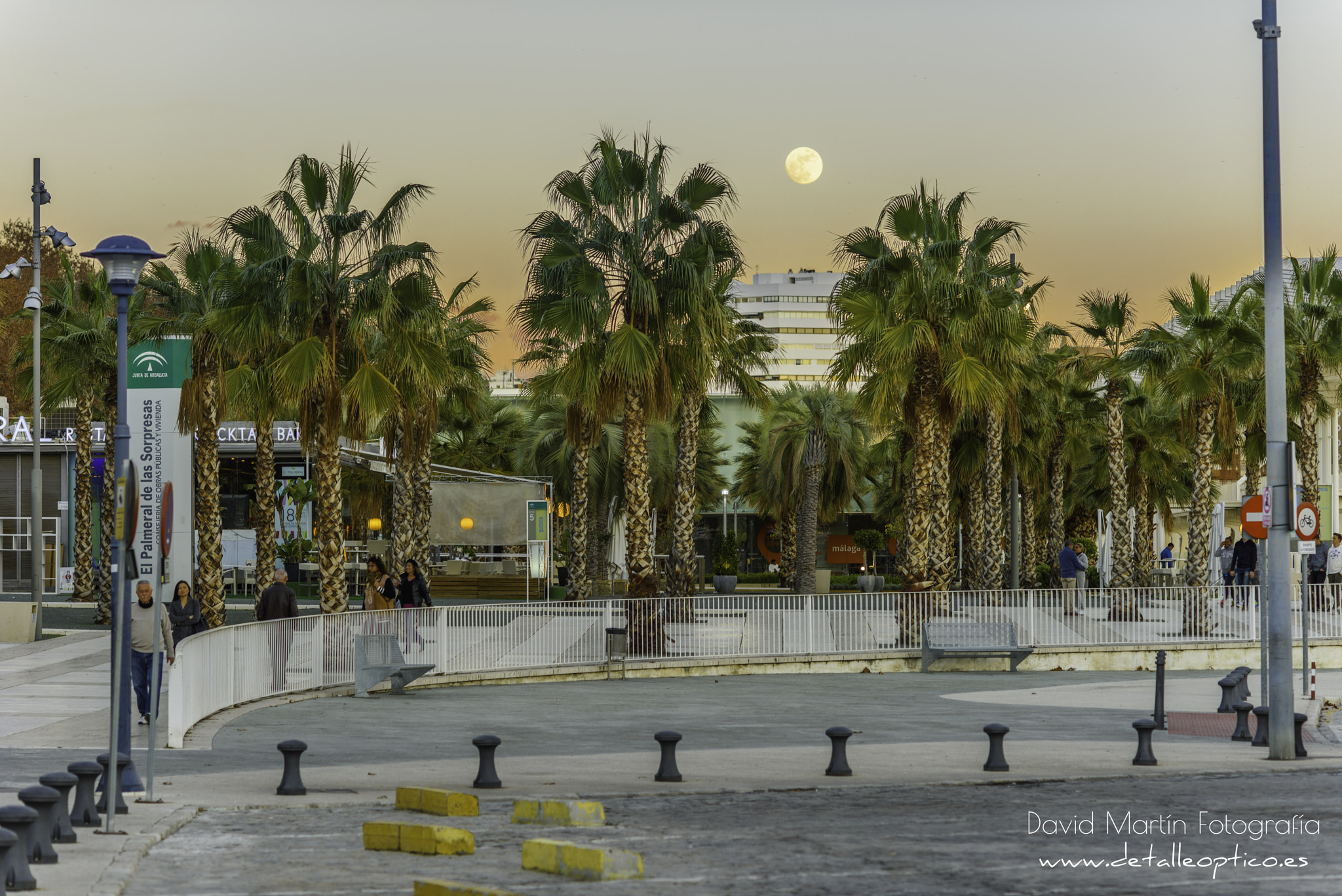 Nikon D810 sample photo. El palmeral de las sorpresas. photography