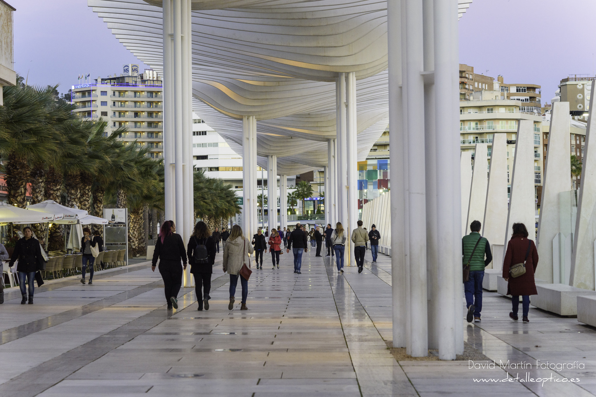 Nikon D810 + Nikon AF Nikkor 105mm F2D DC sample photo. El palmeral de las sorpresas. photography