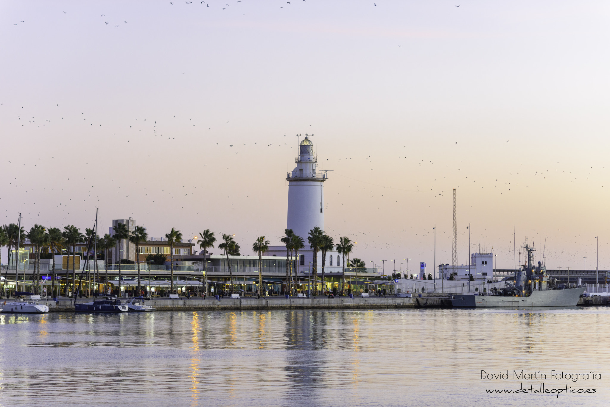 Nikon D810 + Nikon AF Nikkor 105mm F2D DC sample photo. El palmeral de las sorpresas. photography