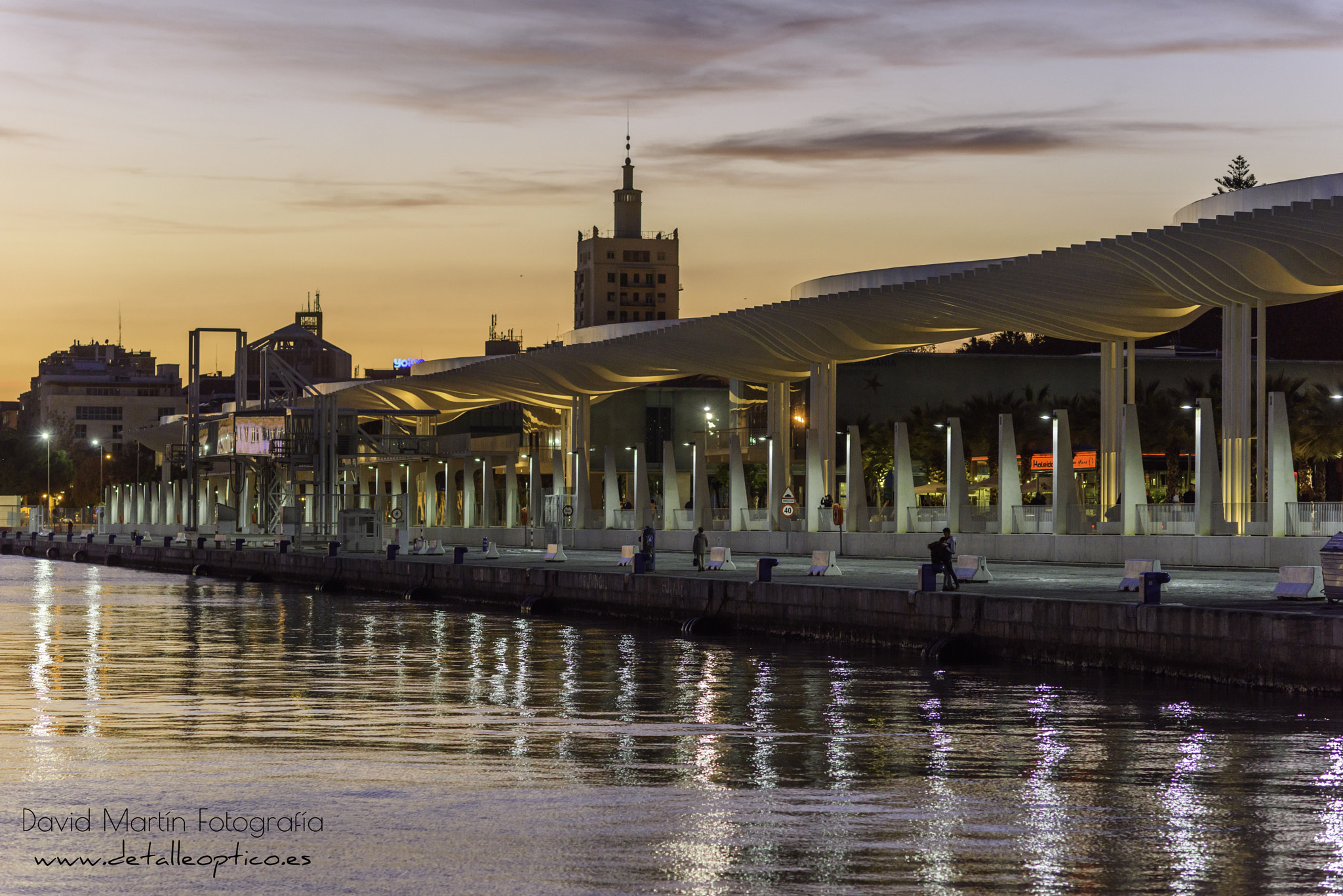 Nikon D810 + Nikon AF Nikkor 105mm F2D DC sample photo. El palmeral de las sorpresas. photography