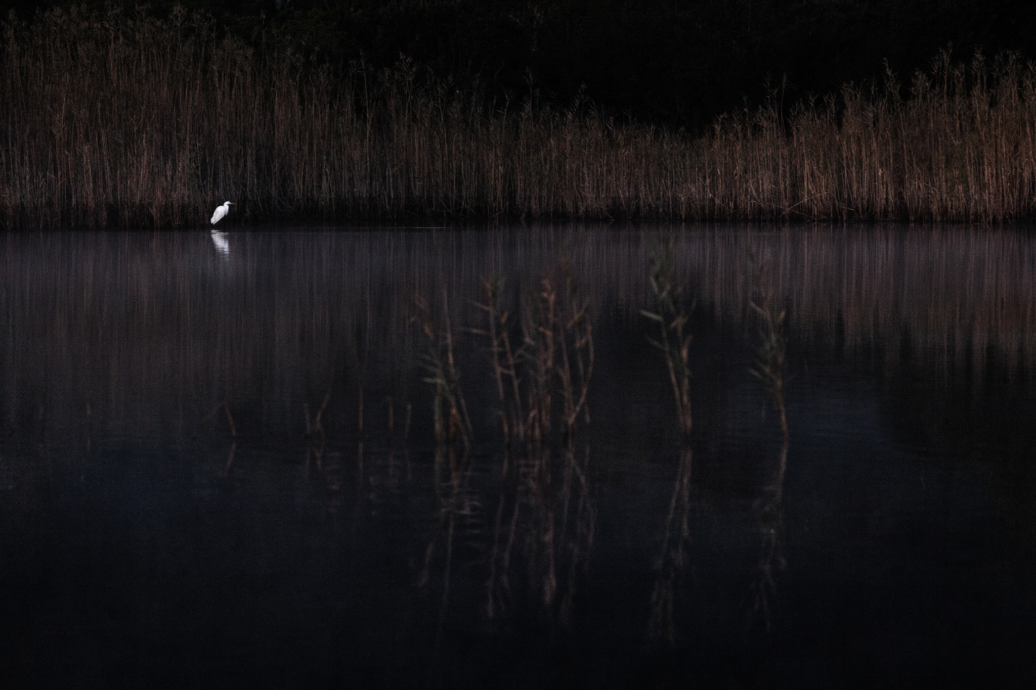 Canon EOS 50D + Canon EF 70-200mm F4L IS USM sample photo. Grande aigrette photography