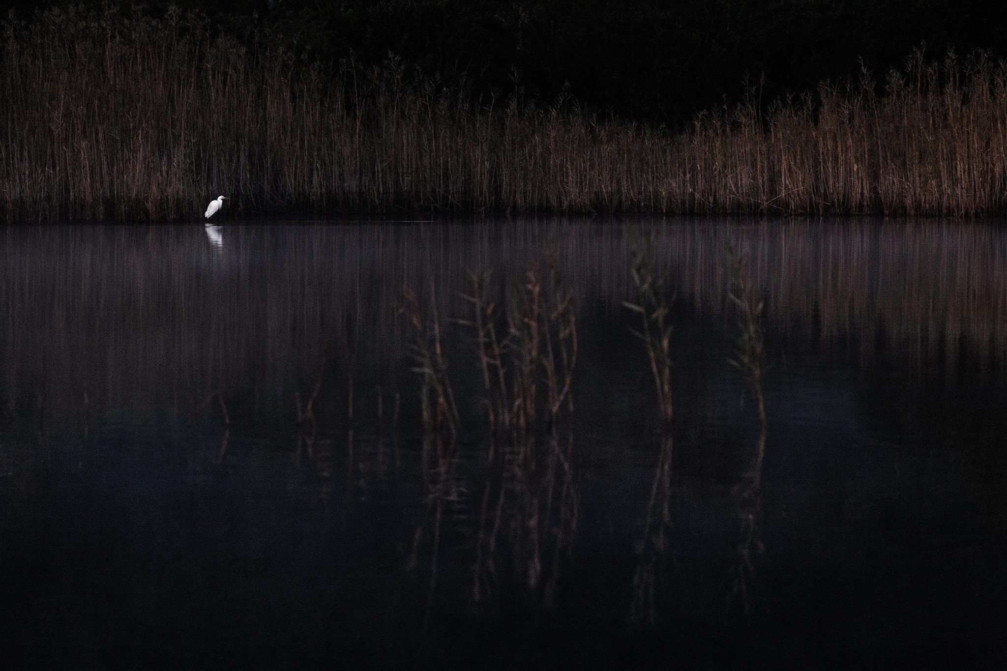 Canon EOS 50D + Canon EF 70-200mm F4L IS USM sample photo. Grande aigrette photography