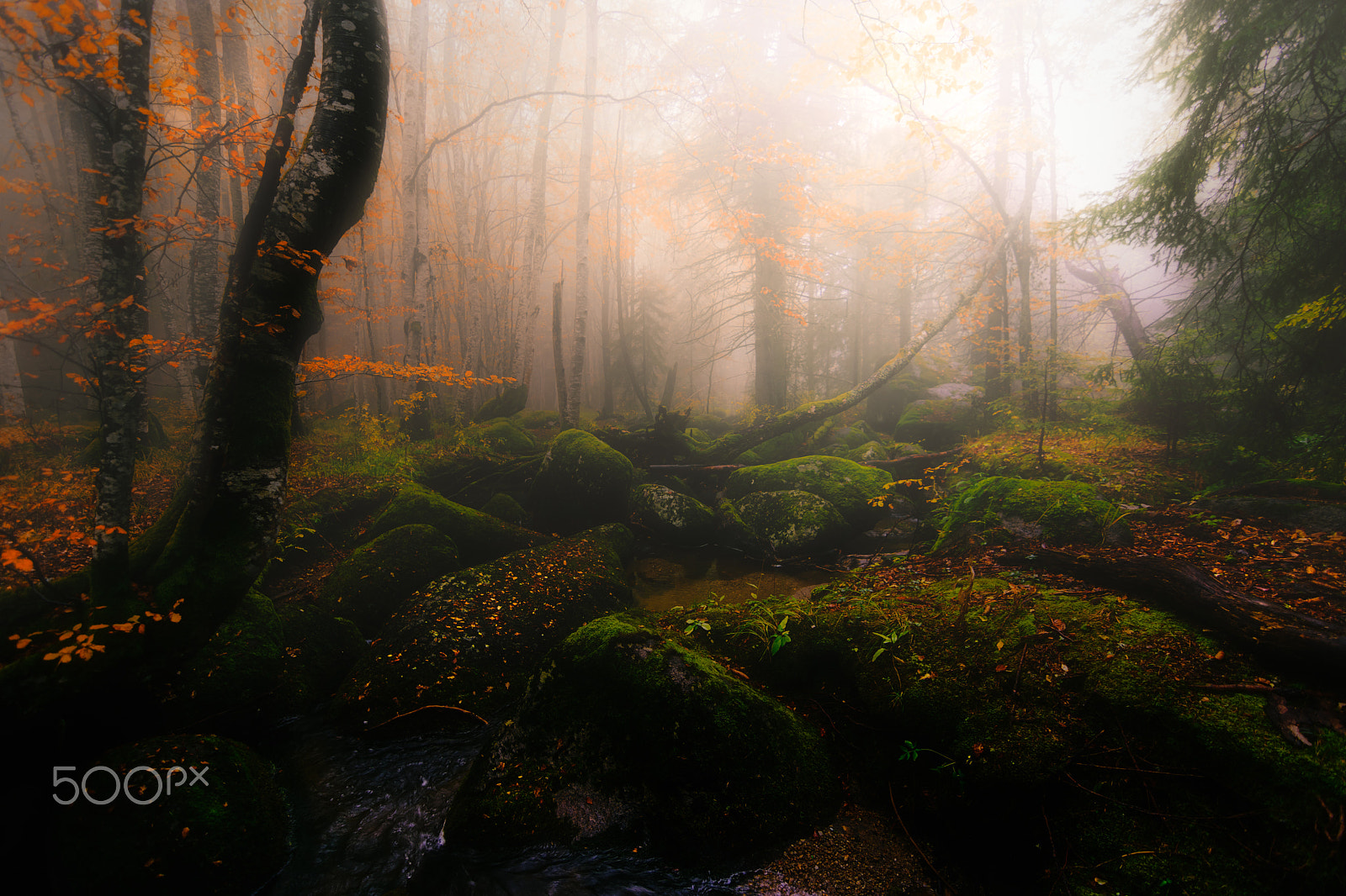 Tokina AT-X Pro 11-16mm F2.8 DX sample photo. In the forest photography