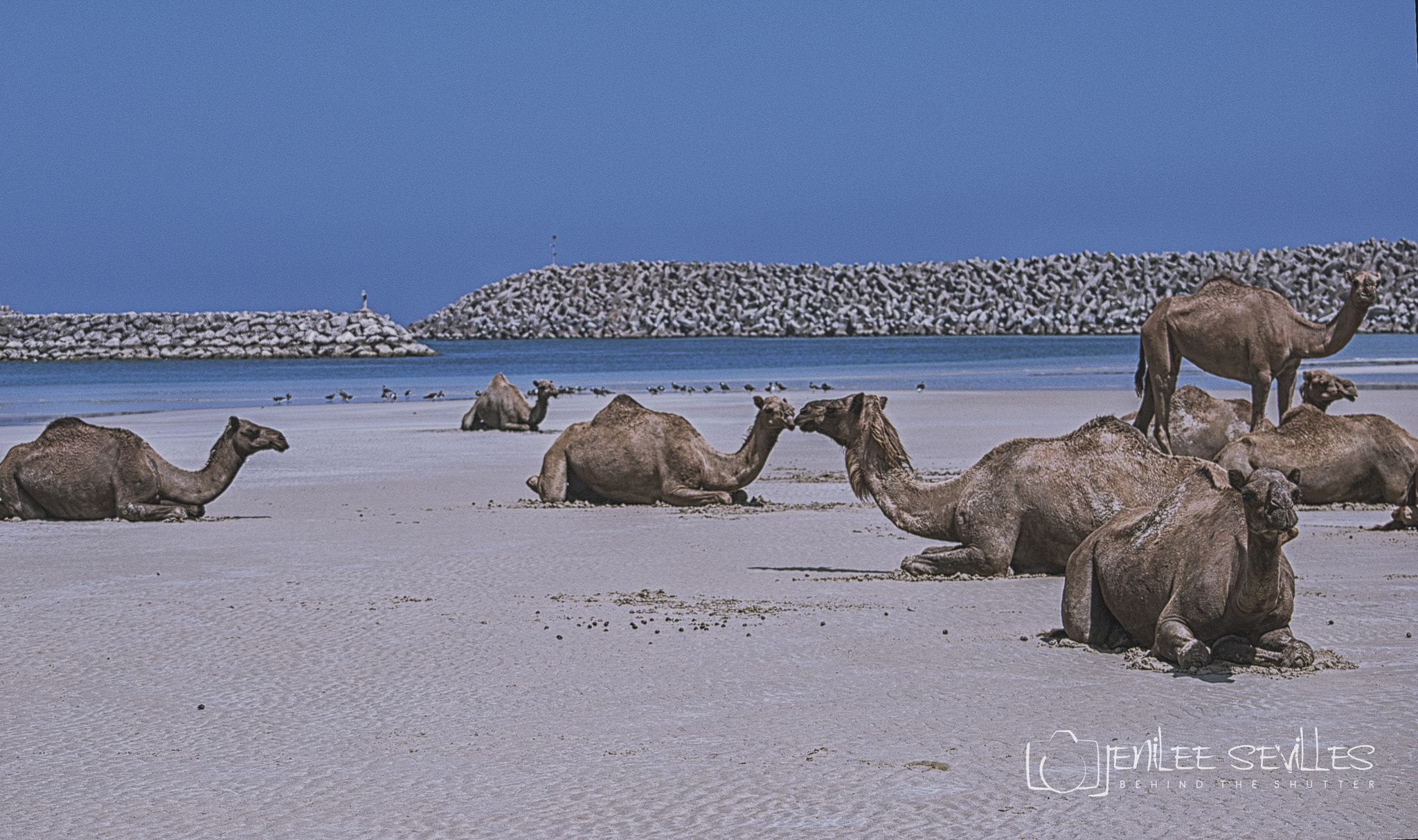 Nikon D80 sample photo. Sunbathing camels photography