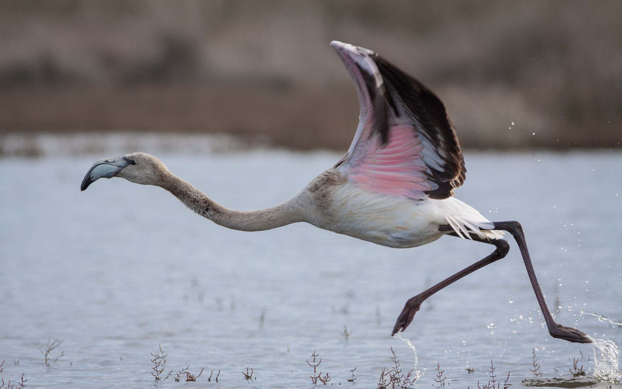 Canon EF 300mm F4L IS USM sample photo. Flamant rose photography