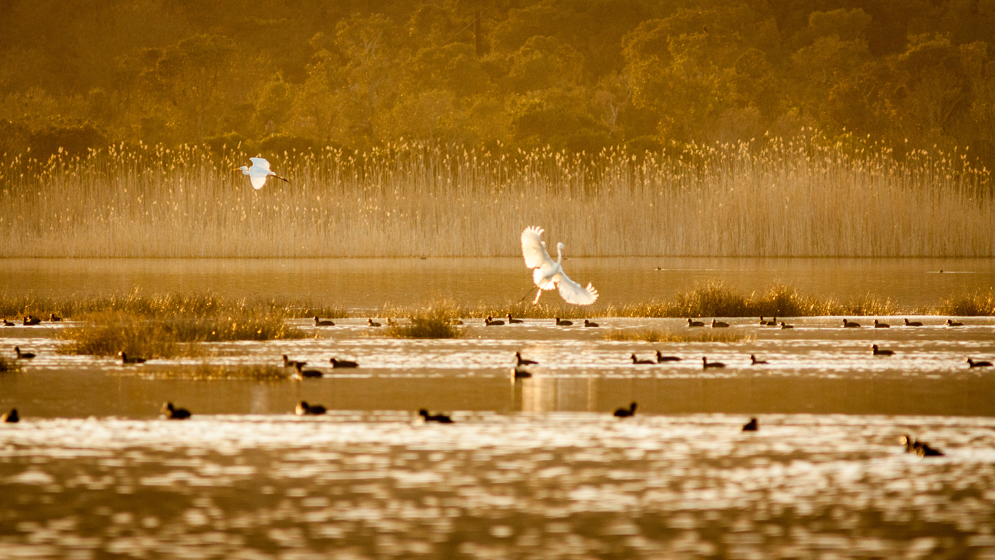 Canon EF 300mm F4L IS USM sample photo. Aigrettes et flouques photography