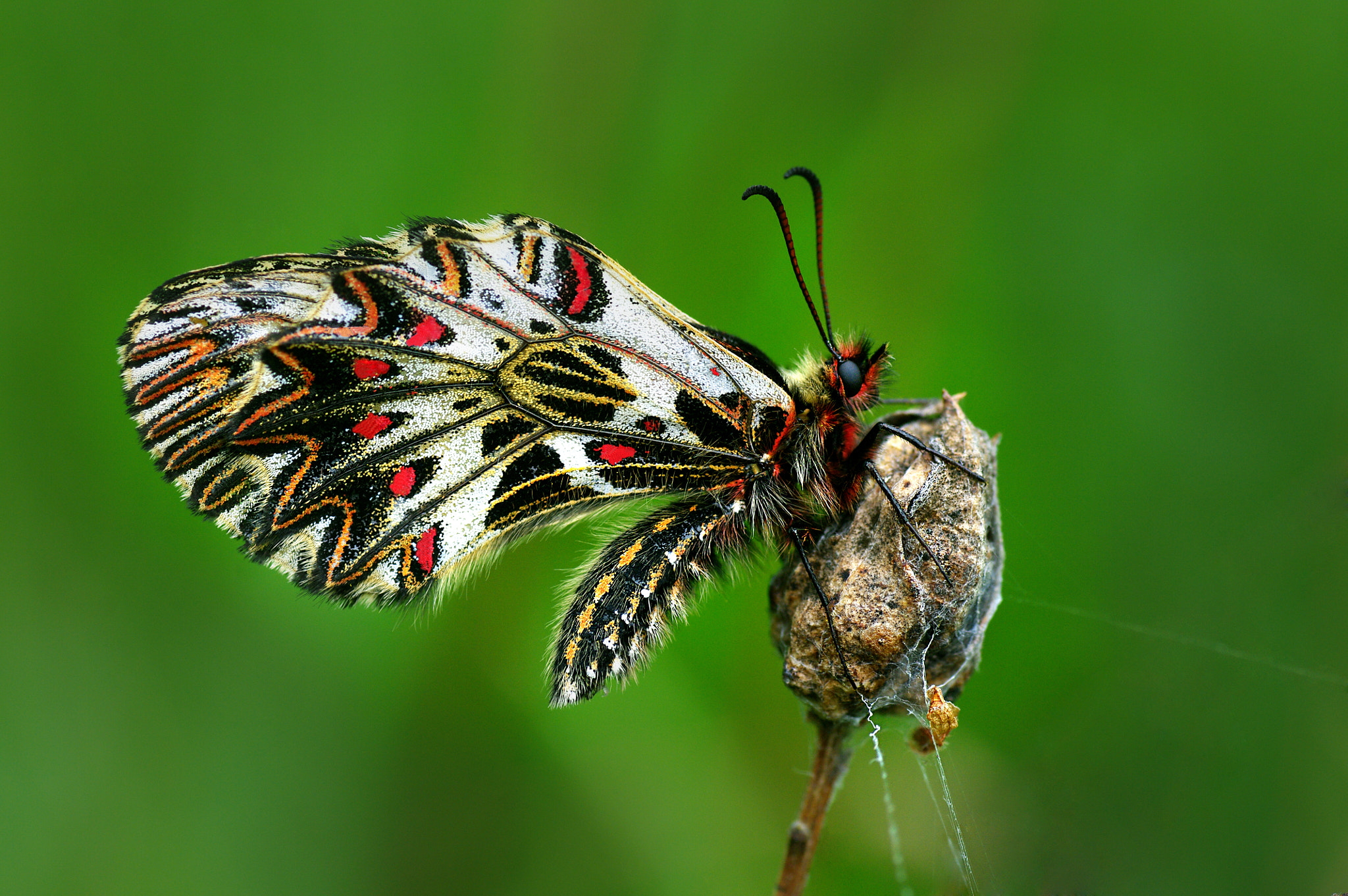 Pentax K20D + Tamron SP AF 90mm F2.8 Di Macro sample photo. Поликсена photography