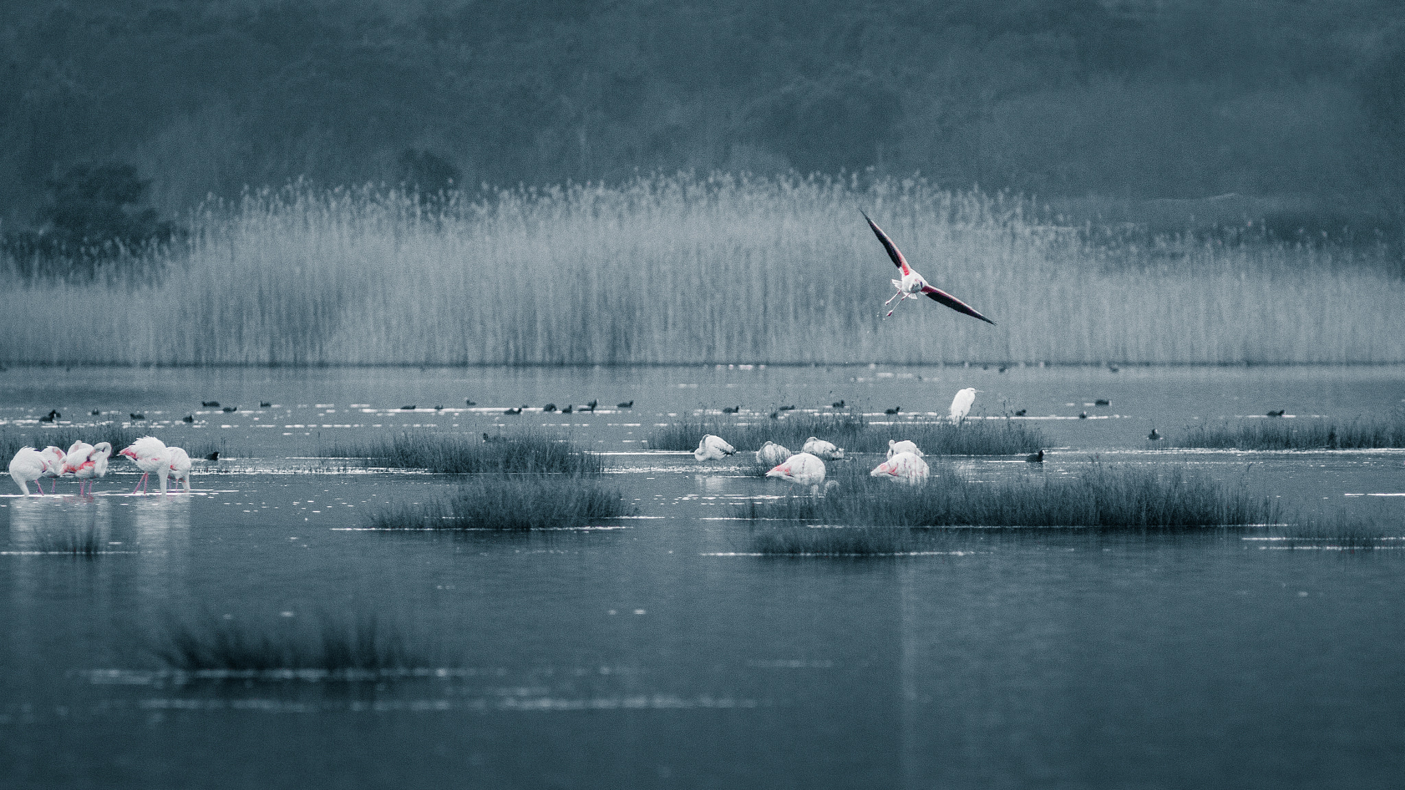 Canon EF 300mm F4L IS USM sample photo. Flamants roses photography
