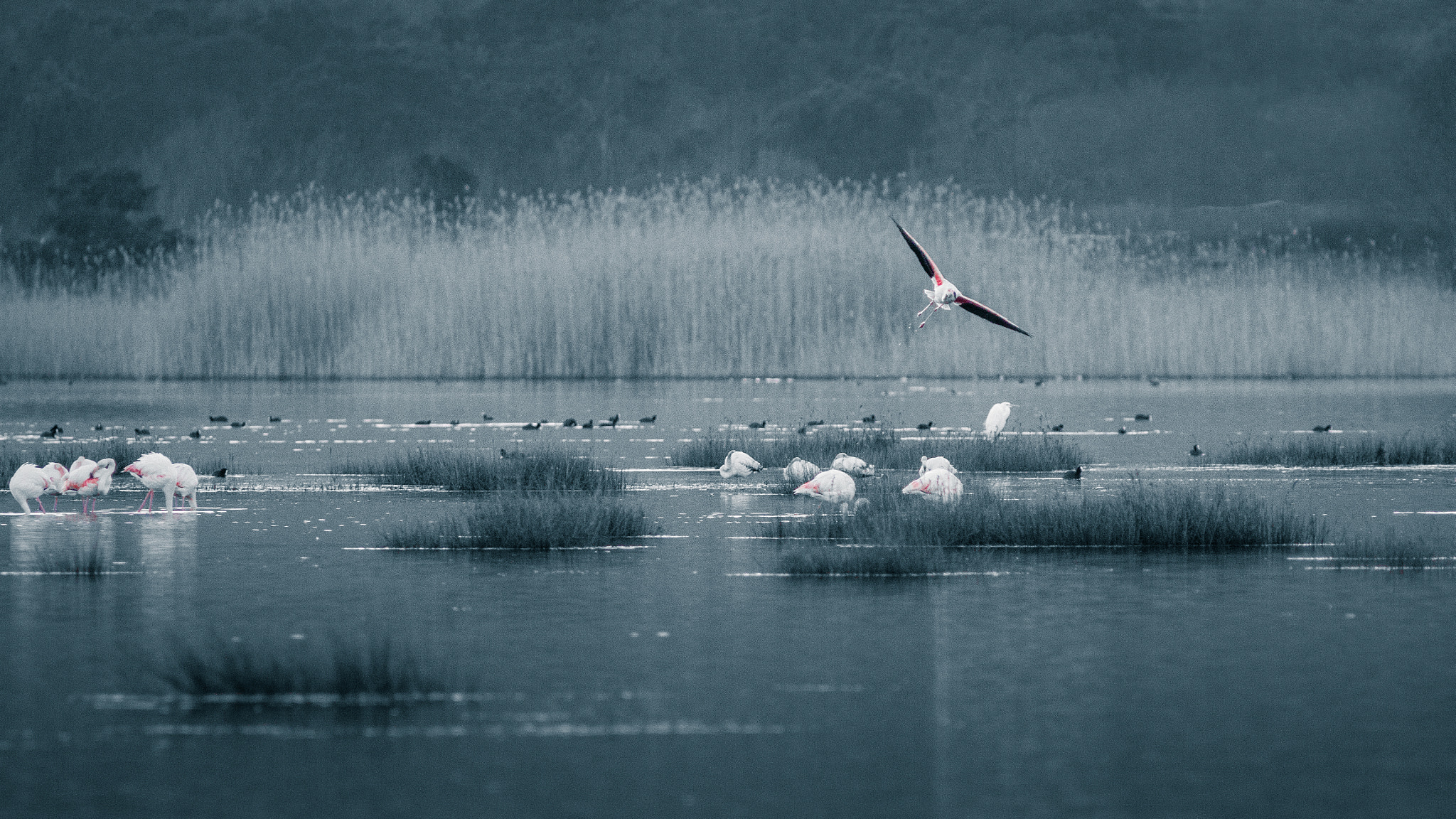 Canon EOS 50D sample photo. Flamants roses photography