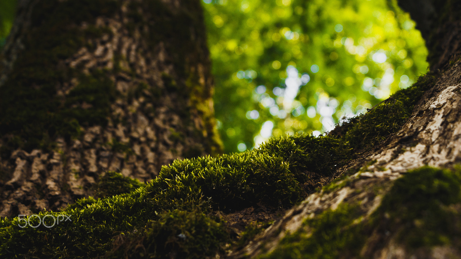 Canon EOS 650D (EOS Rebel T4i / EOS Kiss X6i) sample photo. Moss photography