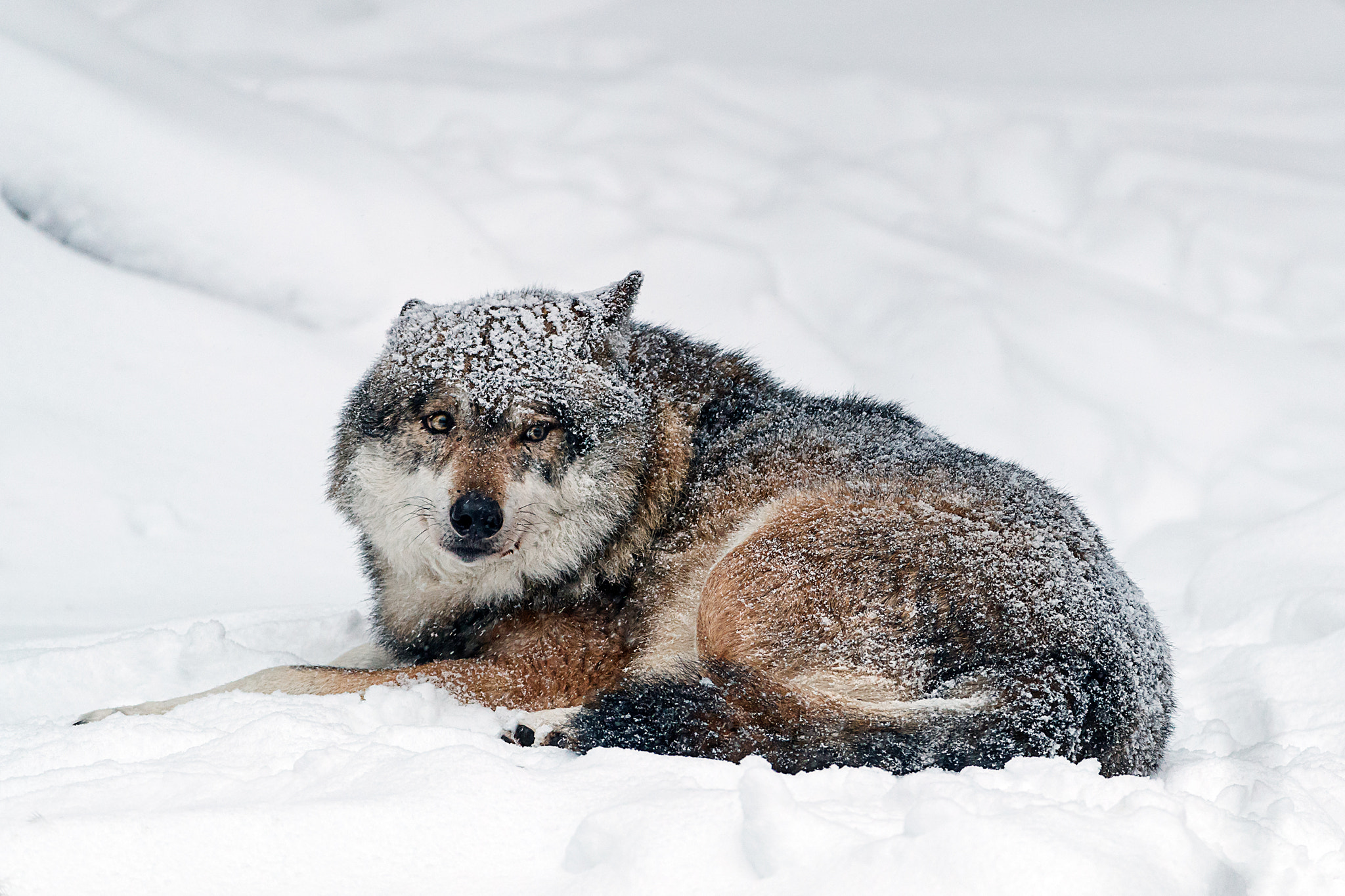 Canon EF 200-400mm F4L IS USM Extender 1.4x sample photo. In the snow photography