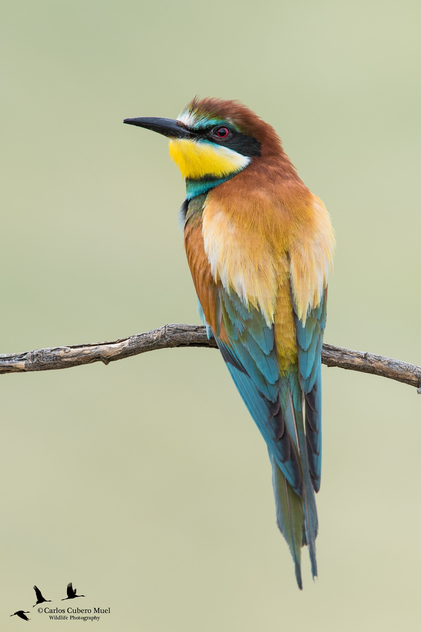 Nikon D750 + Nikon AF-S Nikkor 300mm F4D ED-IF sample photo. Merops apiaster photography