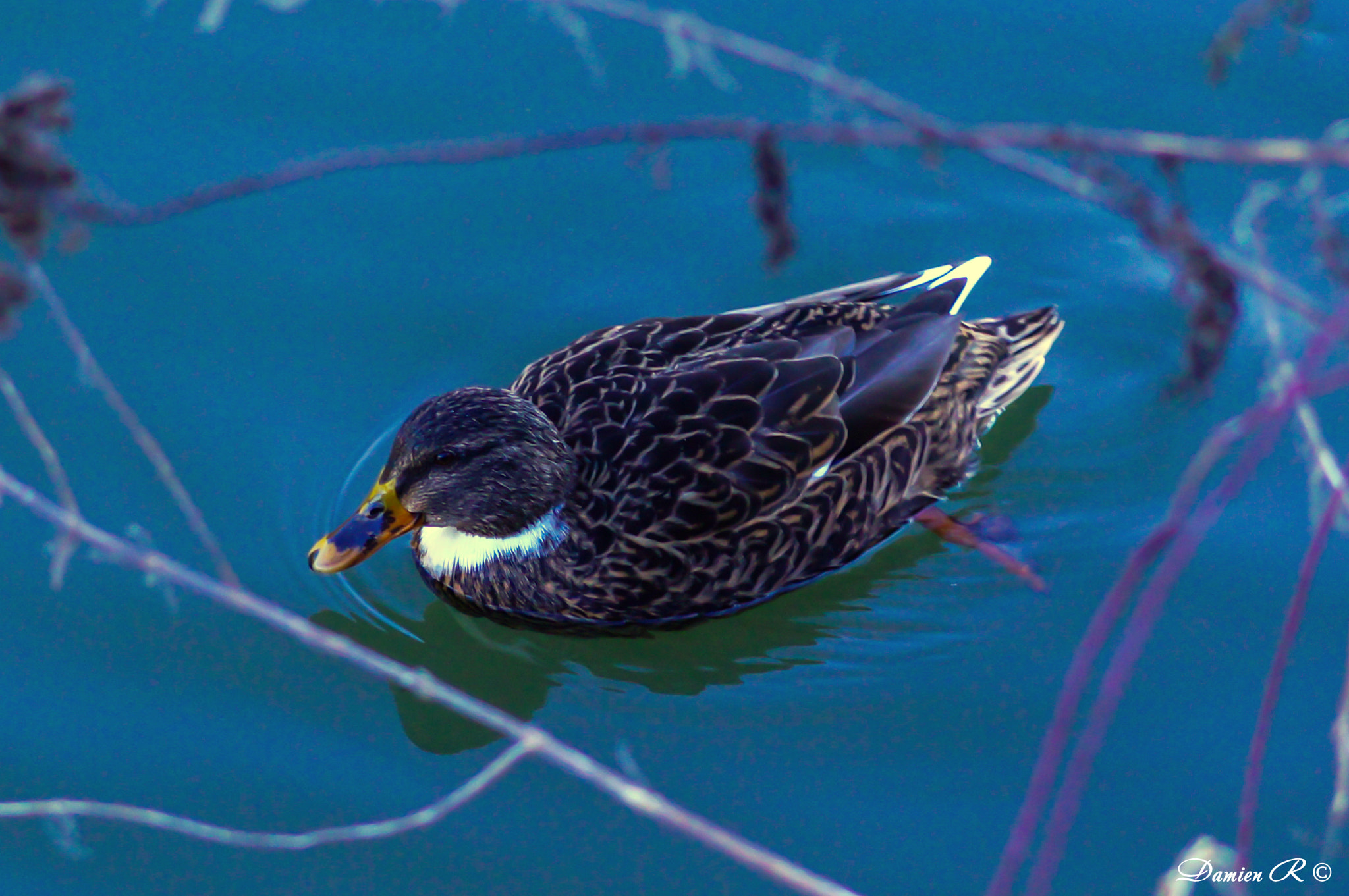 Sony SLT-A37 + Sony DT 55-200mm F4-5.6 SAM sample photo. Le canard photography