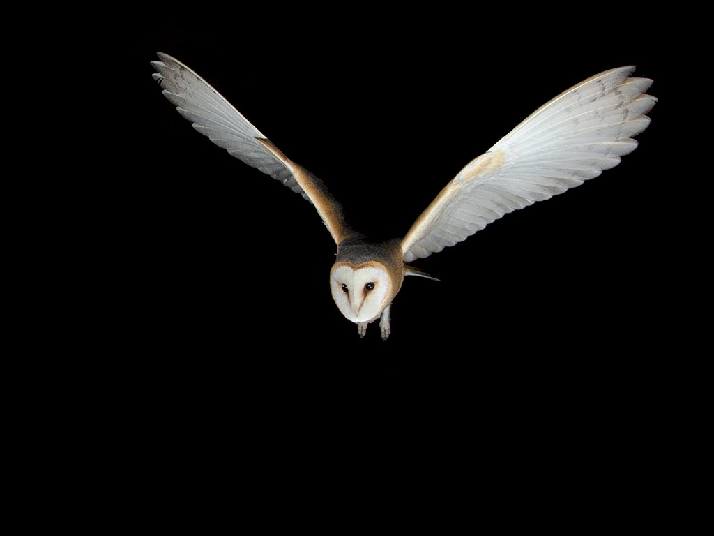 Canon EOS-1D X sample photo. Barnowl,  male photography