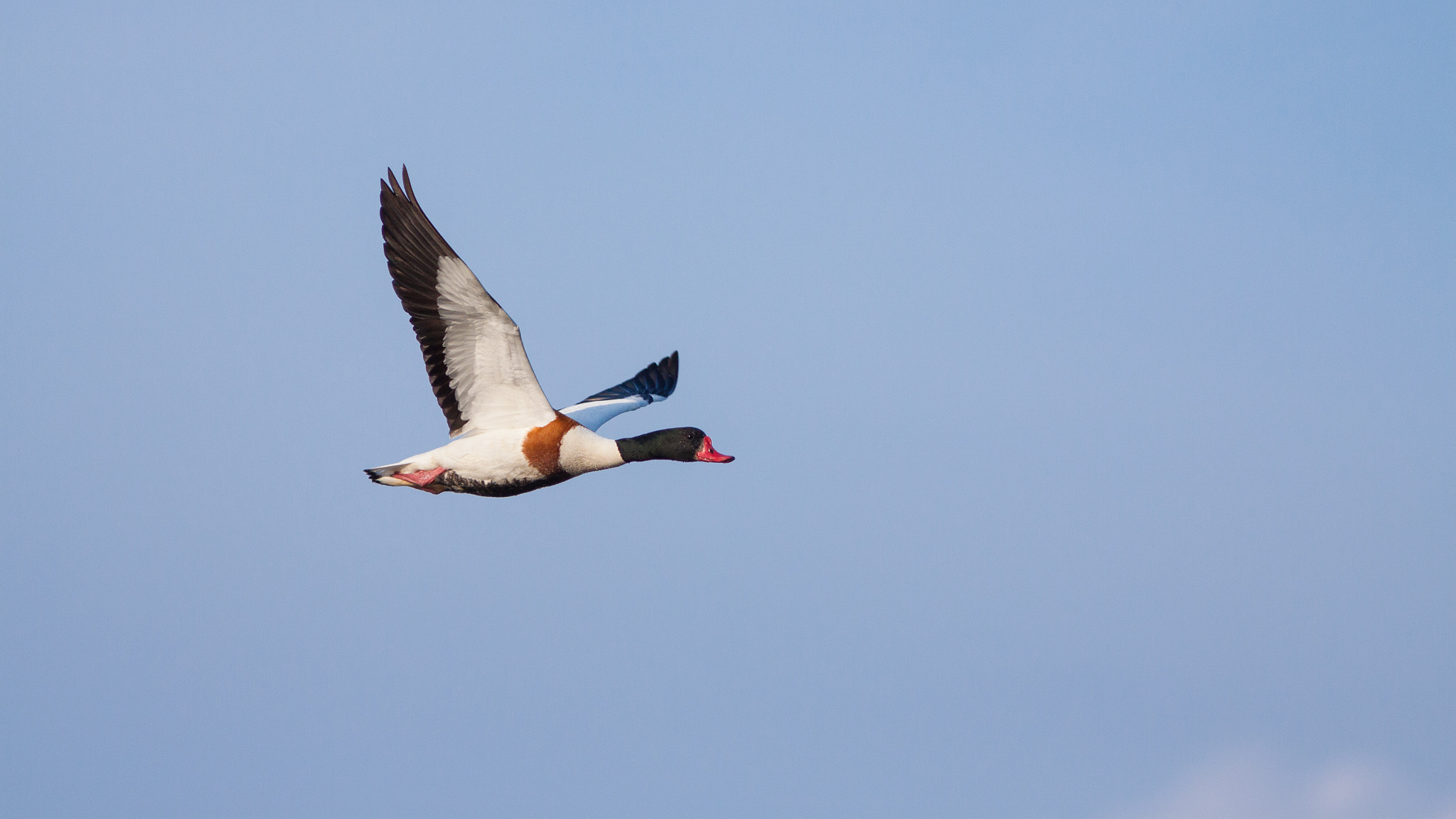 Canon EF 300mm F4L IS USM sample photo. Tadorne de belon photography