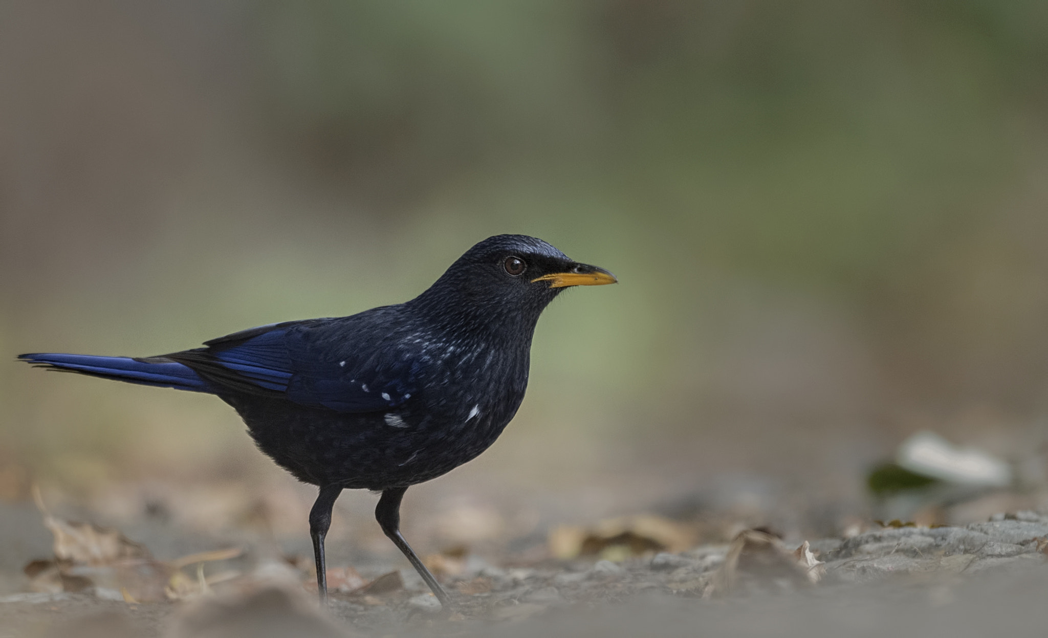 Nikon D750 + Nikon AF-S Nikkor 500mm F4G ED VR sample photo. Blue whistling thrush photography