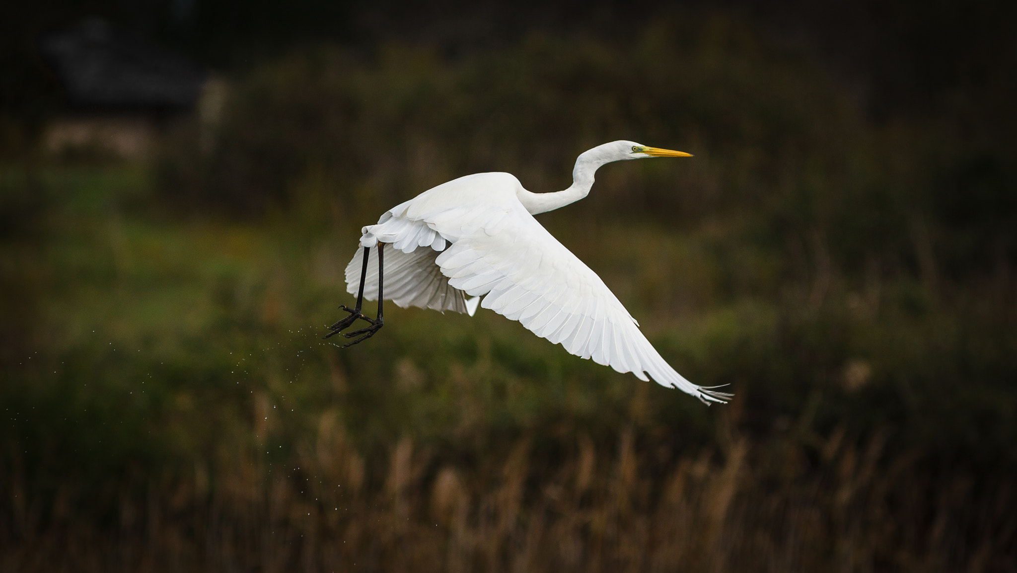 Canon EOS 50D sample photo. Grande aigrette photography