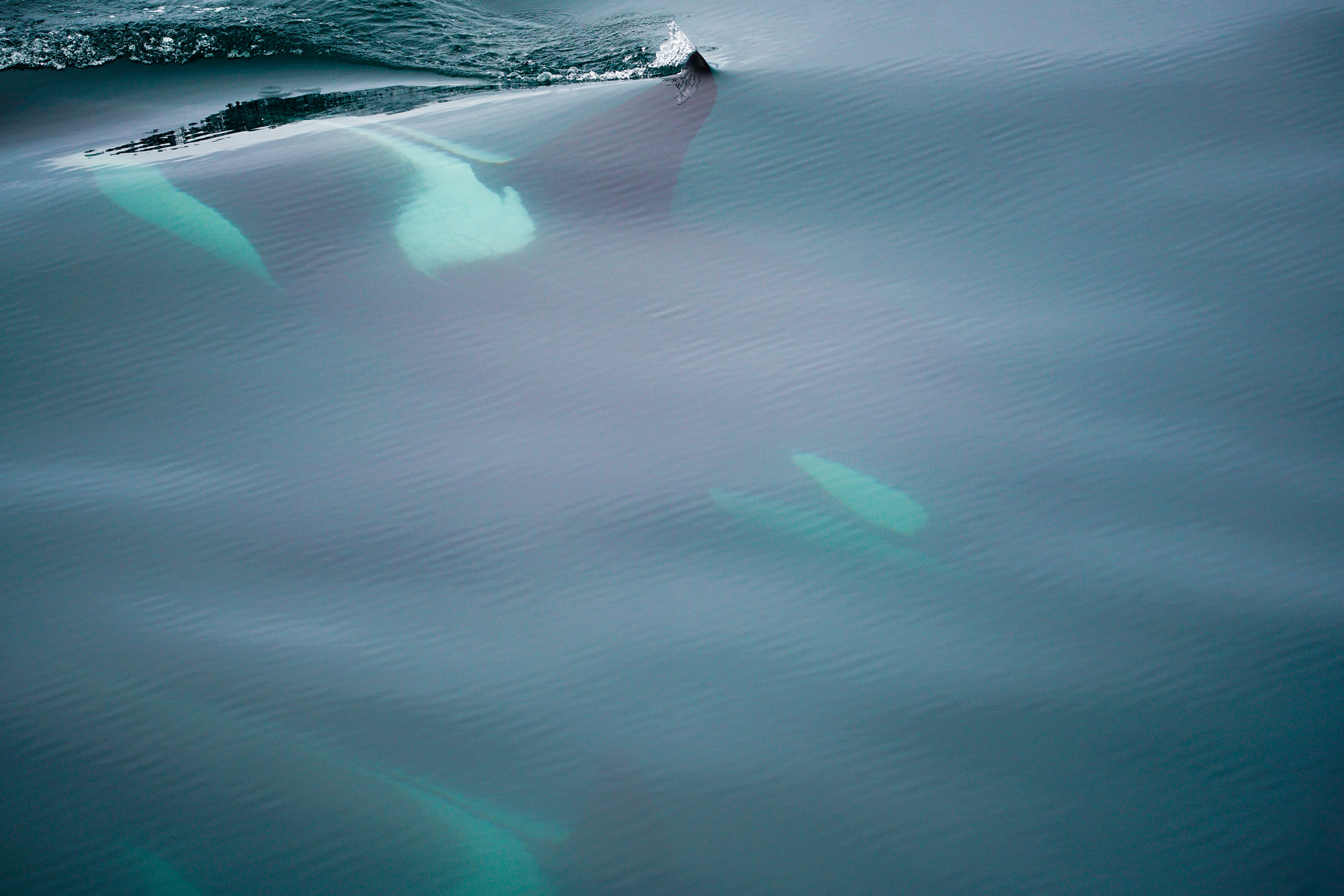 Sony a7R II + Tamron SP 150-600mm F5-6.3 Di VC USD sample photo. The majestic orcas photography