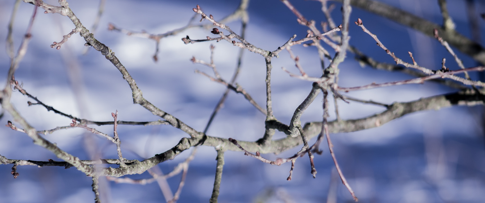 Canon EOS 100D (EOS Rebel SL1 / EOS Kiss X7) + EF75-300mm f/4-5.6 sample photo. Tree branch photography