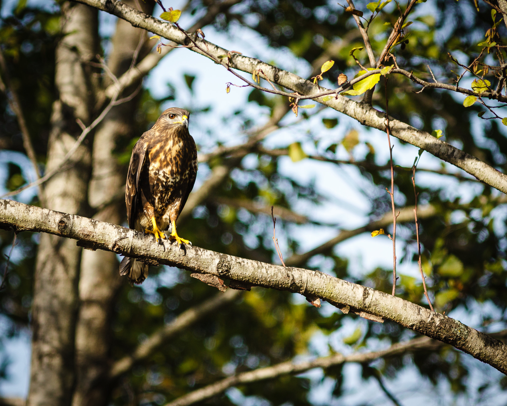 Canon EOS 50D + Canon EF 300mm F4L IS USM sample photo. Buse commune photography