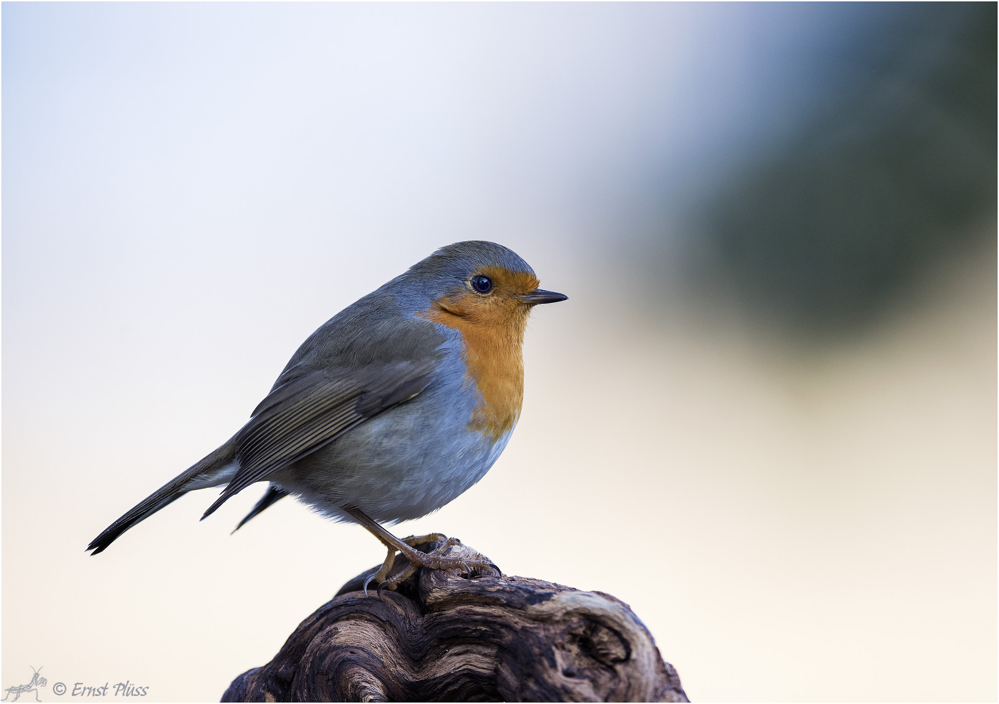 Nikon AF-S Nikkor 600mm F4E FL ED VR sample photo. European robin photography
