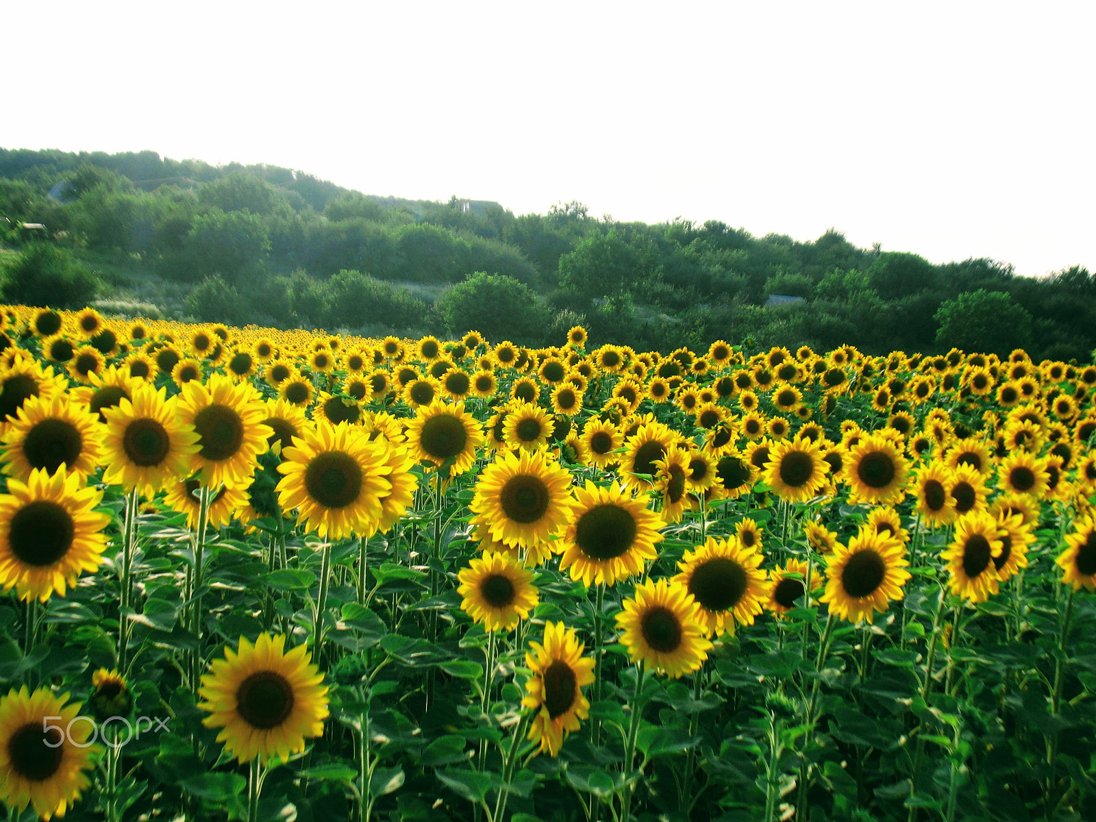 Canon POWERSHOT A630 sample photo. Sunflowers photography