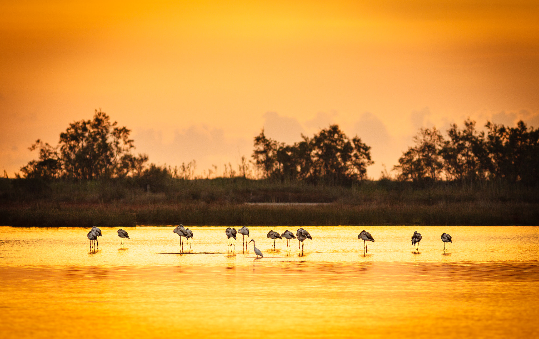 Canon EOS 50D + Canon EF 300mm F4L IS USM sample photo. Flamants roses et aigrette garzette photography