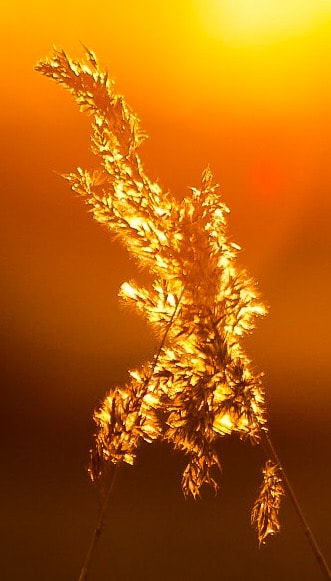 Canon EF 100-400mm F4.5-5.6L IS USM sample photo. Backlighting at sunset photography