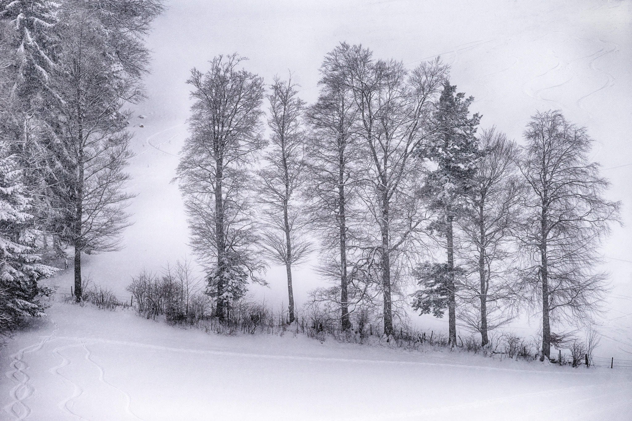 Sony a99 II + Sony 70-400mm F4-5.6 G SSM II sample photo. Trees in line photography