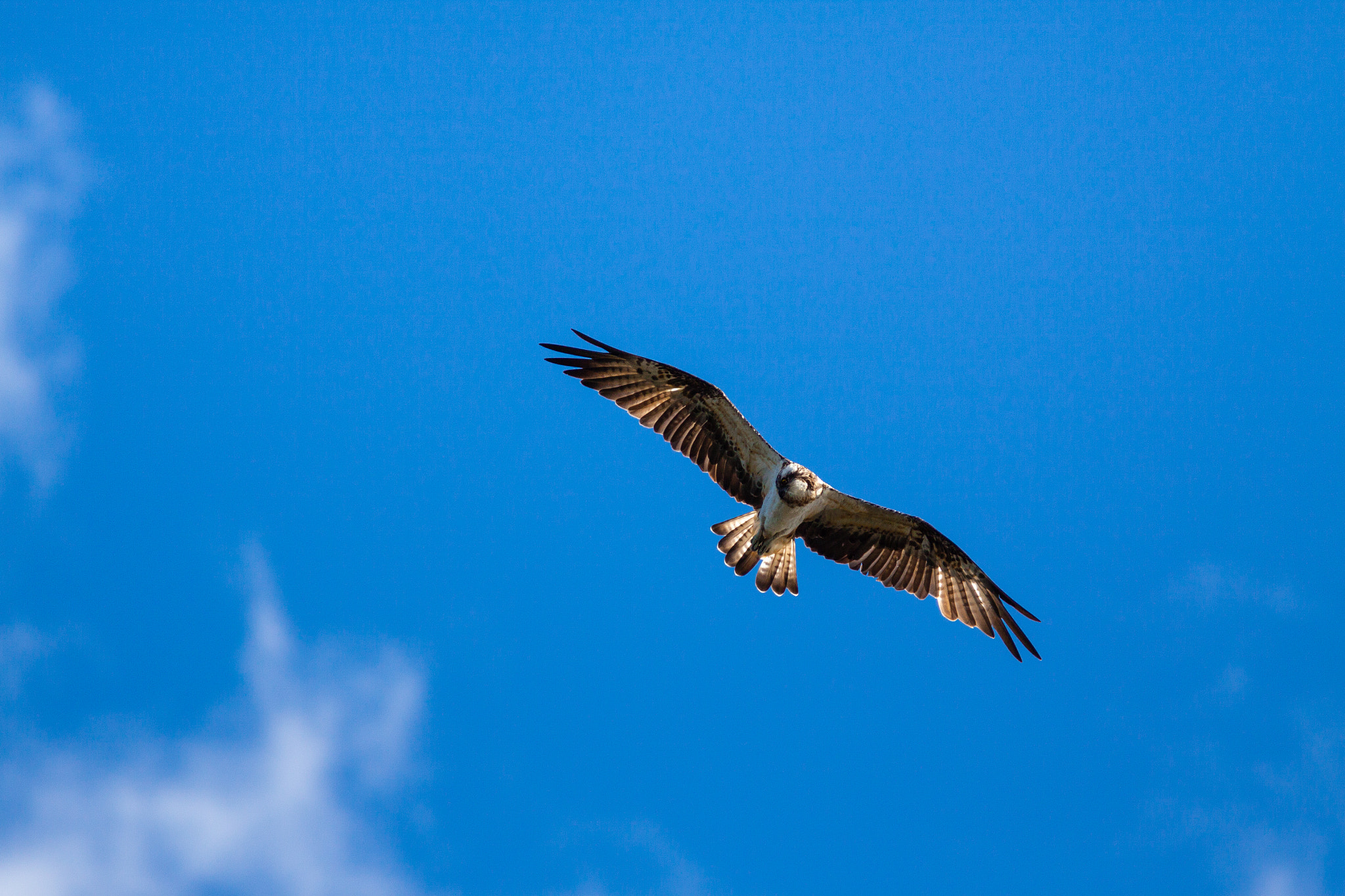 Canon EF 300mm F4L IS USM sample photo. Balbuzard pêcheur photography