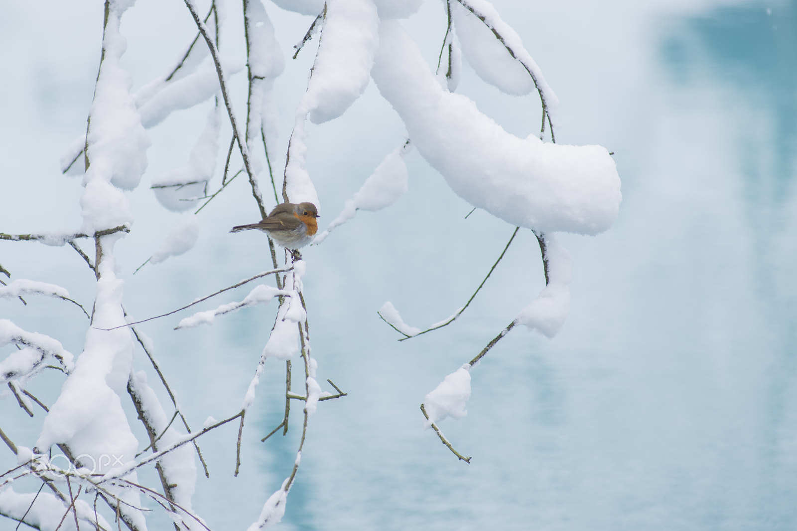 Nikon AF-Nikkor 80-200mm F2.8D ED sample photo. Robin in the snow photography