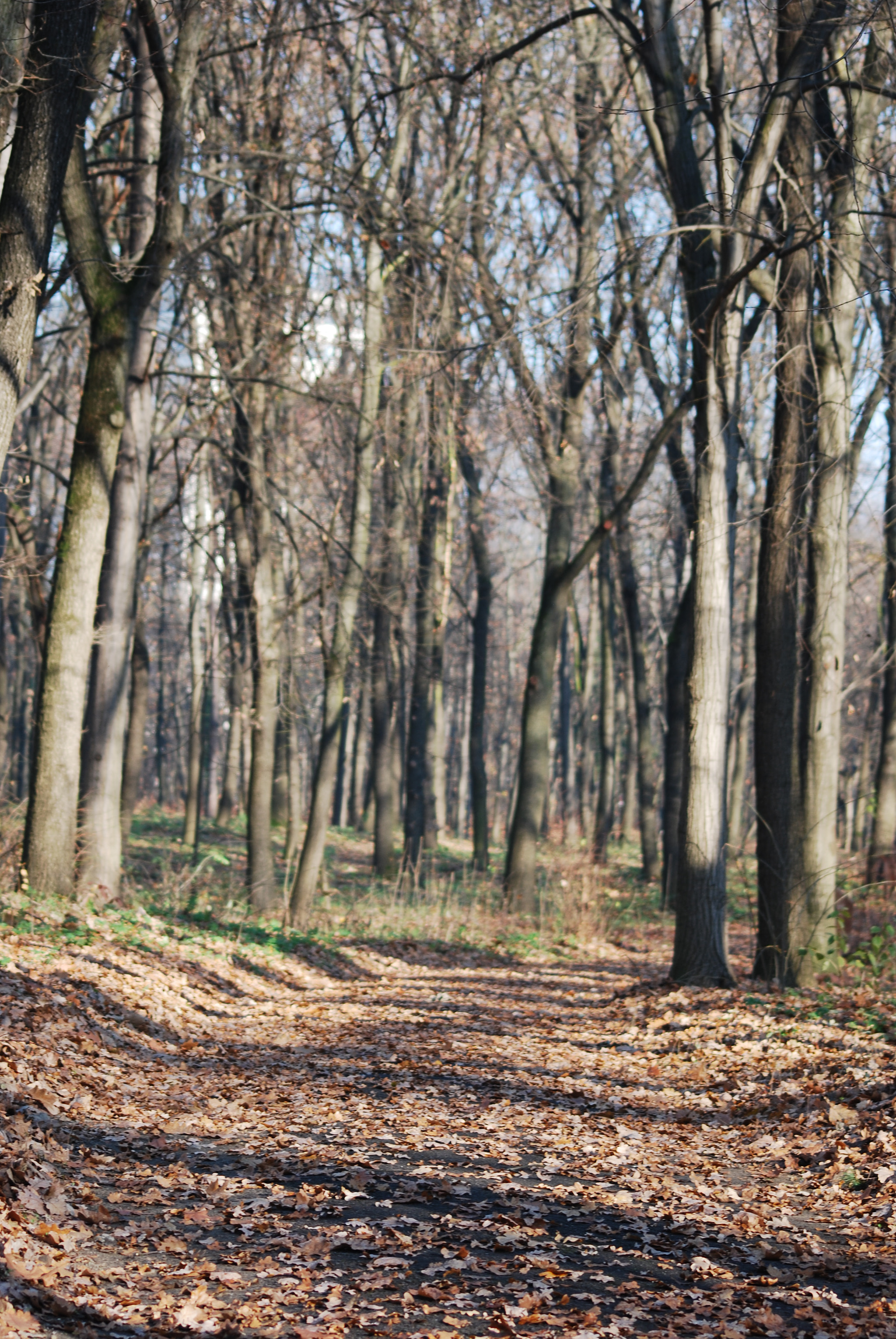 Sigma 70-300mm F4-5.6 APO DG Macro sample photo. Forest path photography