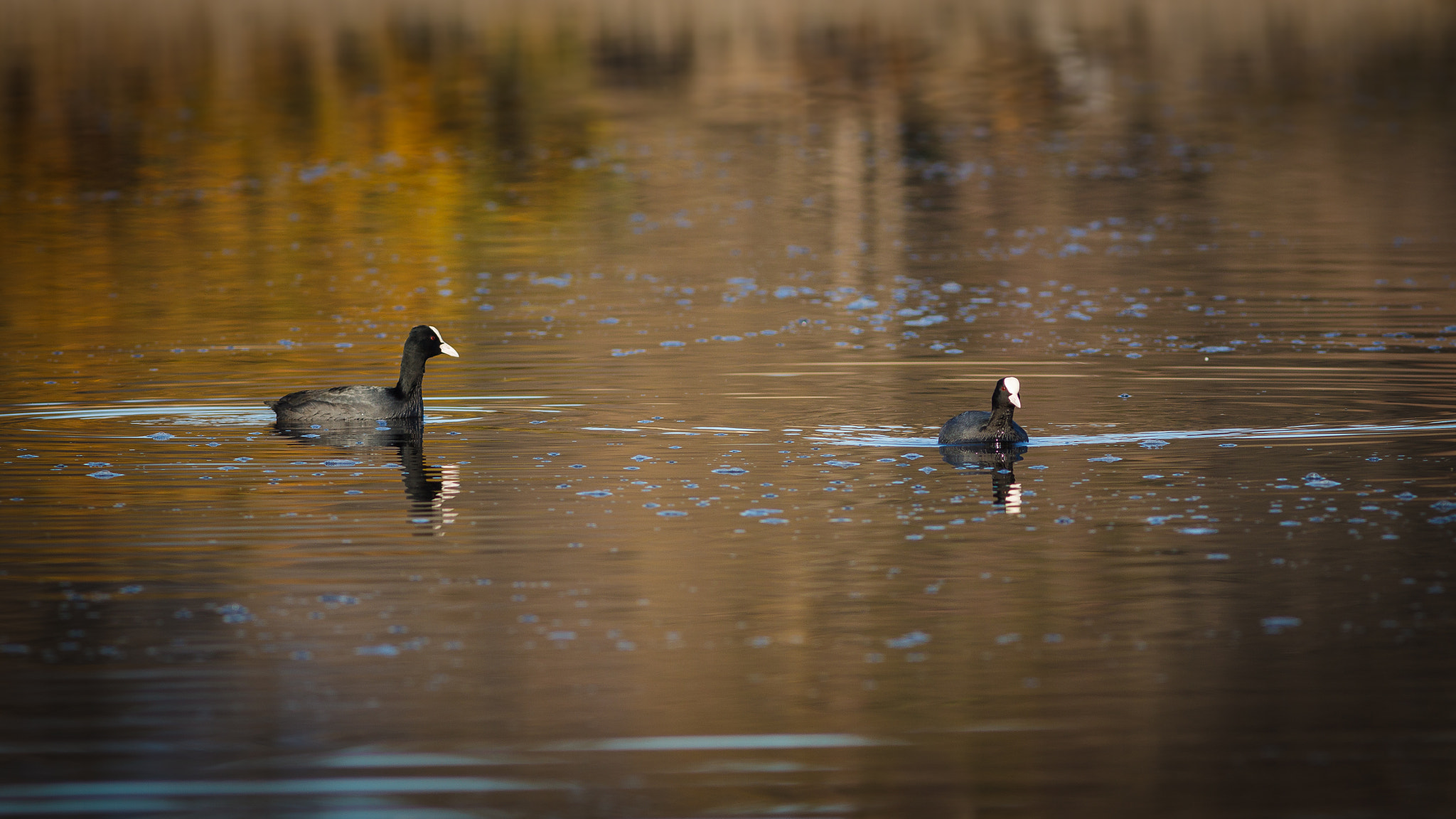 Canon EOS 50D + Canon EF 300mm F4L IS USM sample photo. Foulques photography