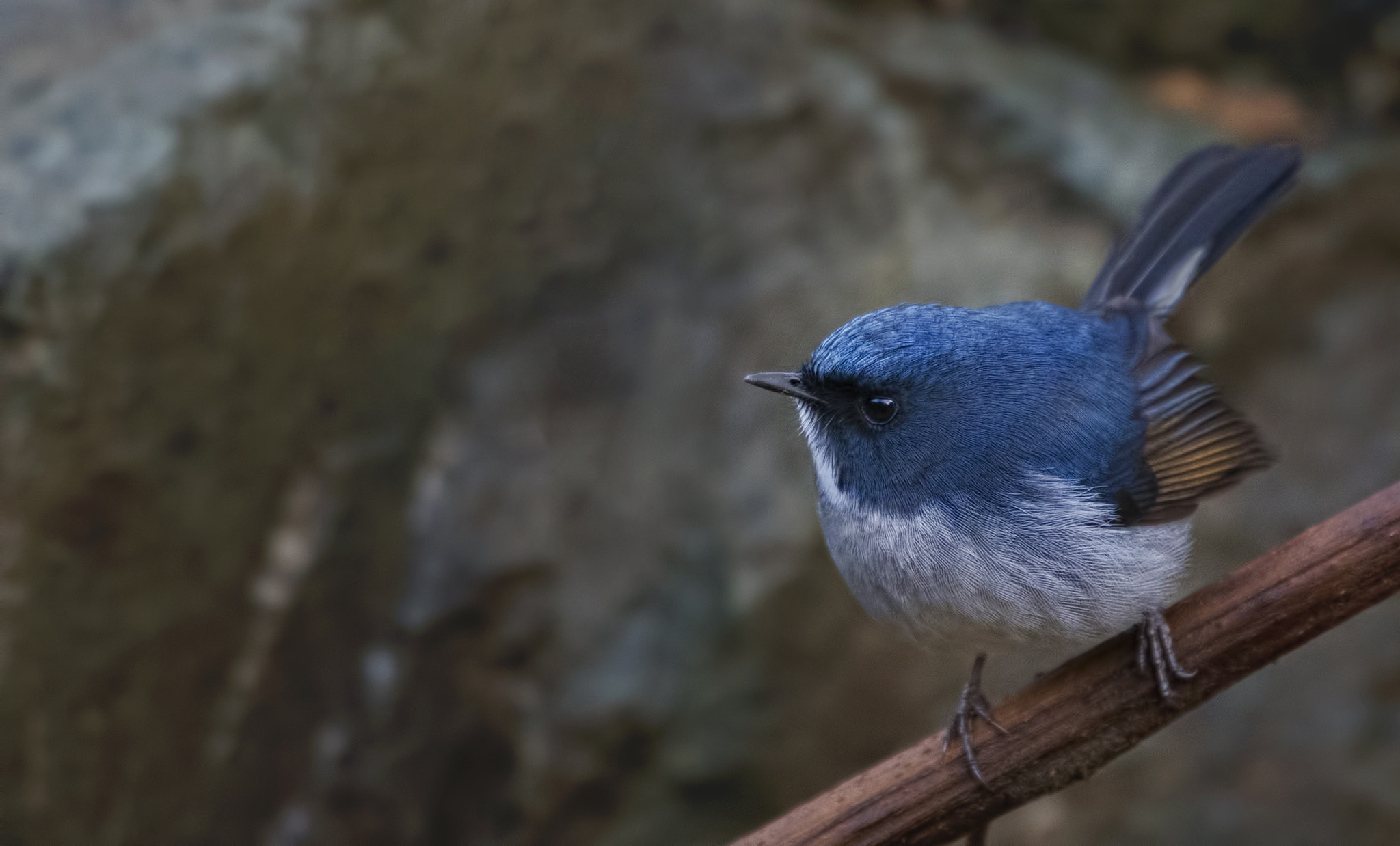 Nikon D750 + Nikon AF-S Nikkor 500mm F4G ED VR sample photo. Slaty-blue flycatcher photography