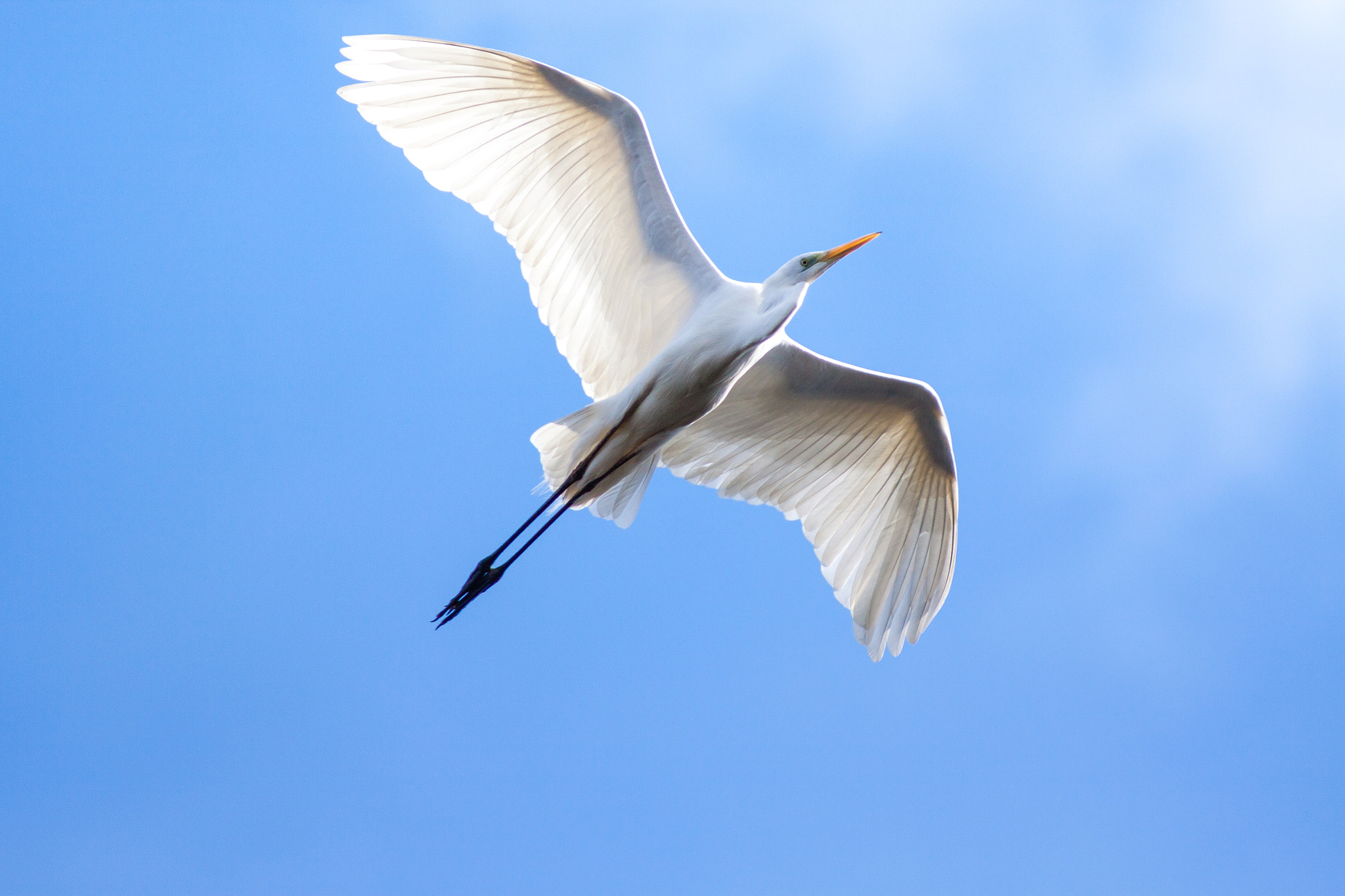 Canon EF 300mm F4L IS USM sample photo. Aigrette garzette photography