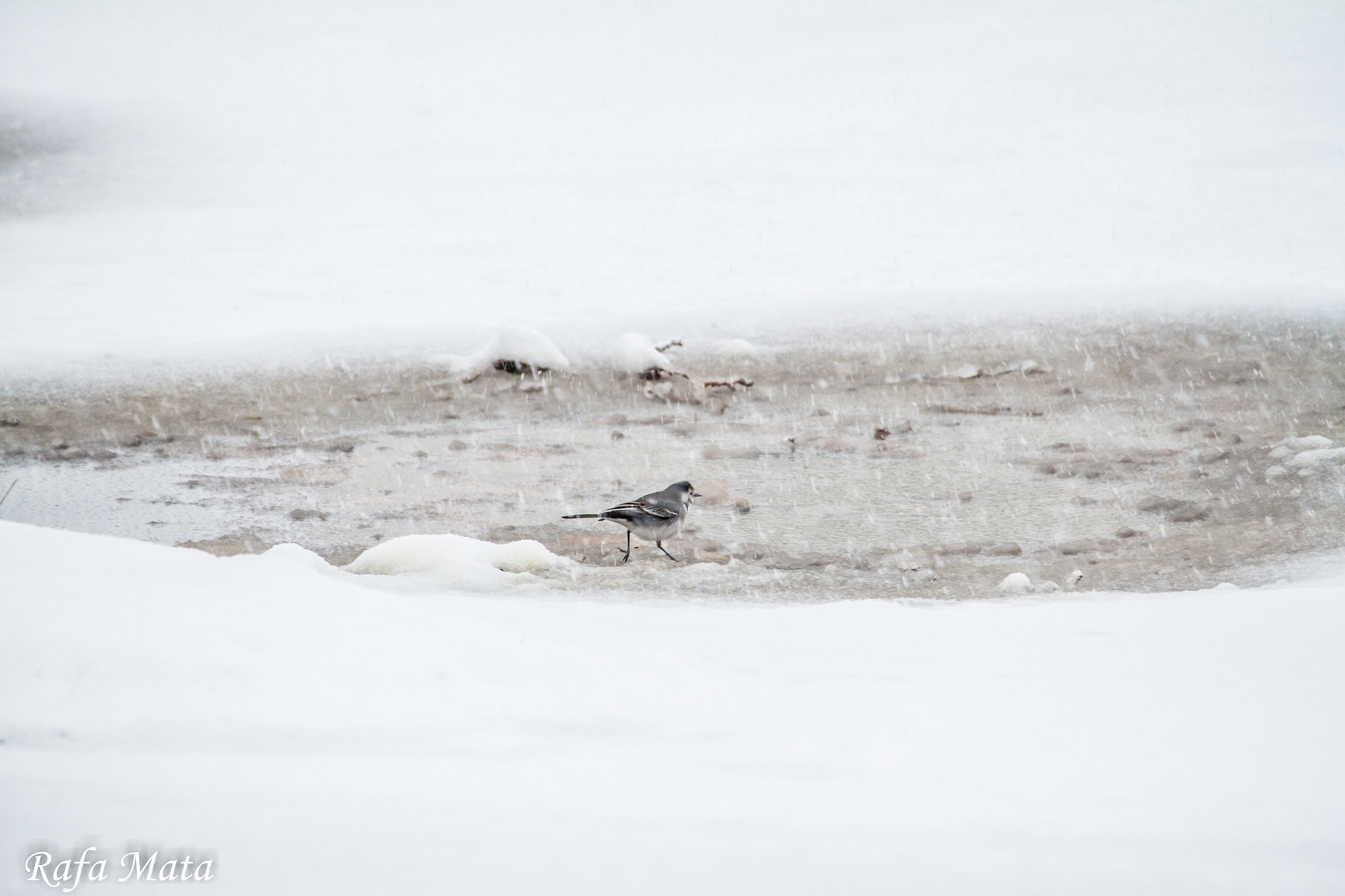 Canon EF-S 55-250mm F4-5.6 IS STM sample photo. Si hay que ir, se va photography