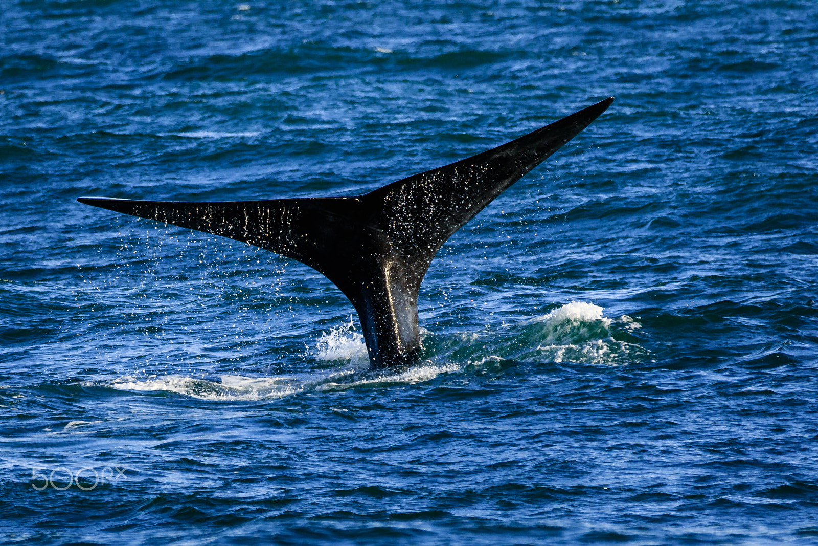 Canon EF 70-200mm F2.8L IS II USM sample photo. South africa 2016 photography