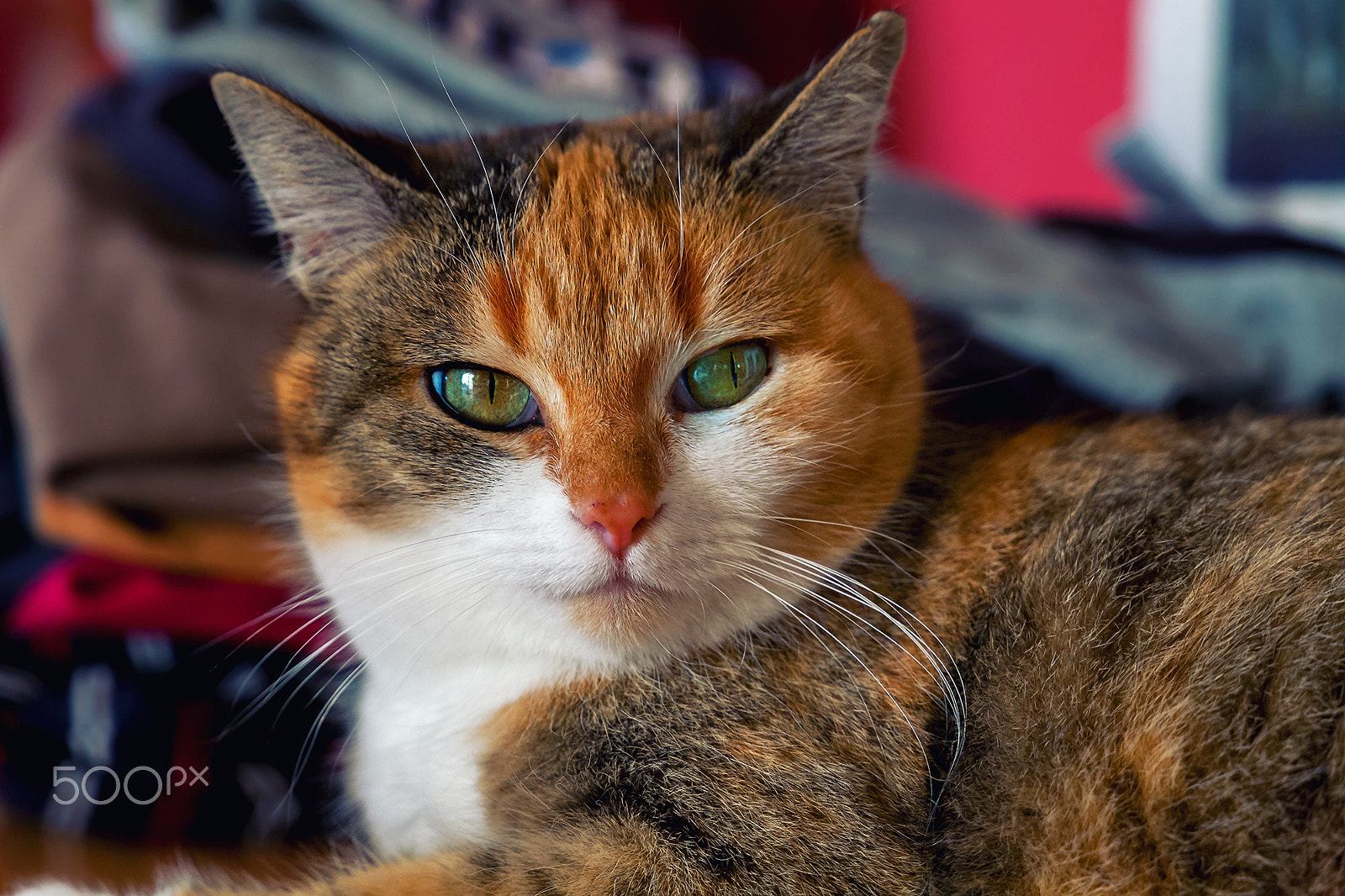 Canon EF 24-105mm F3.5-5.6 IS STM sample photo. Maja portrait photography