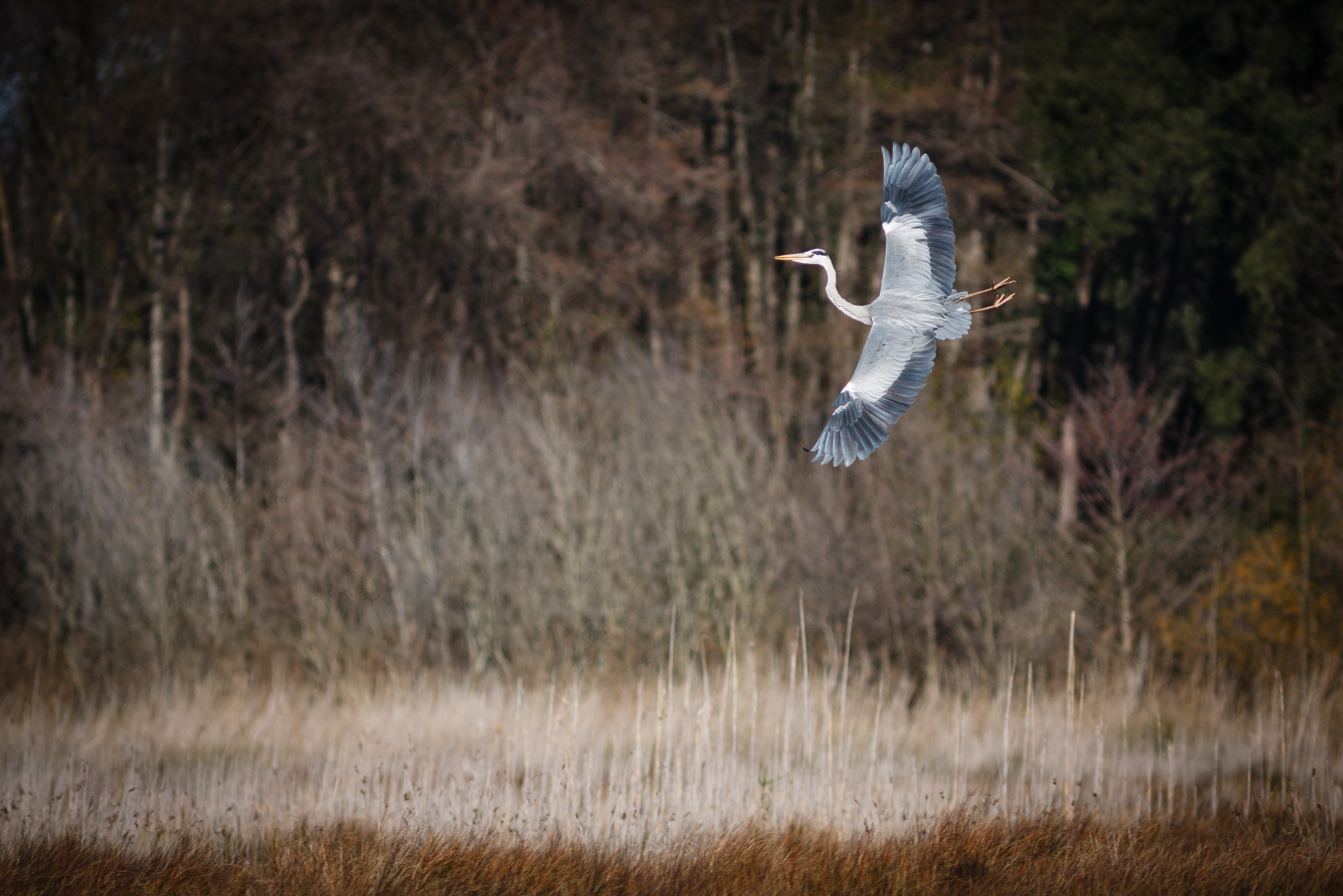 Canon EF 300mm F4L IS USM sample photo. Héron cendré photography