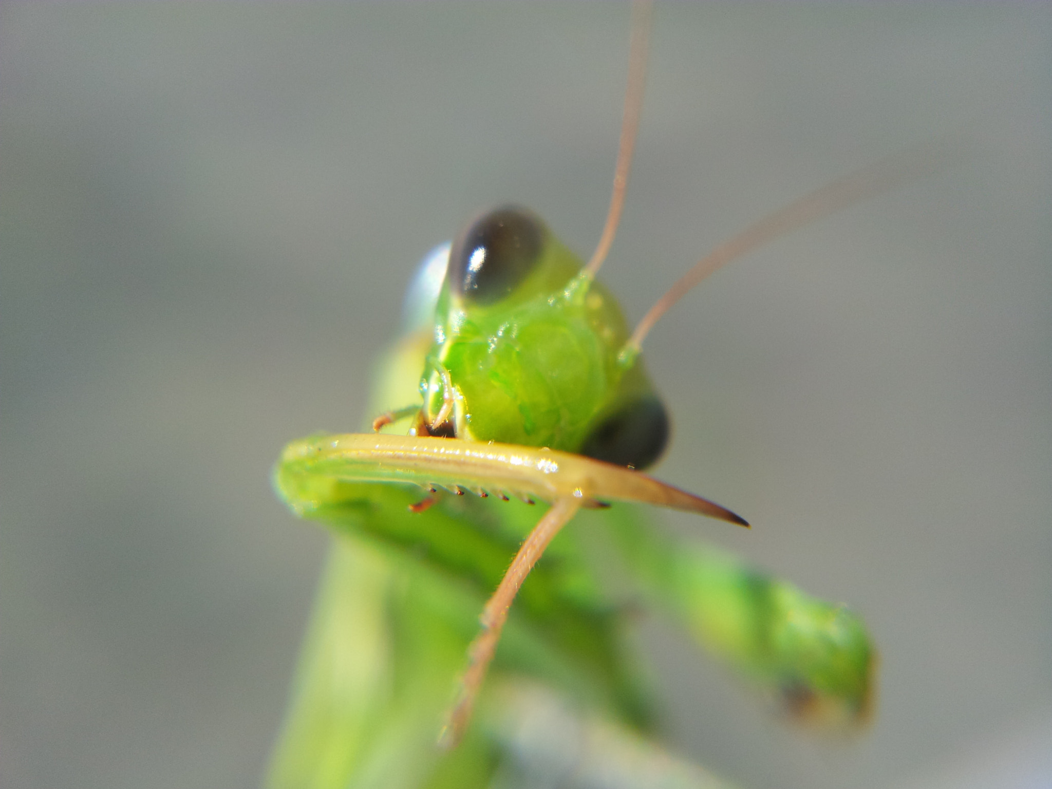 Samsung Galaxy Note sample photo. Praying mantis  photography