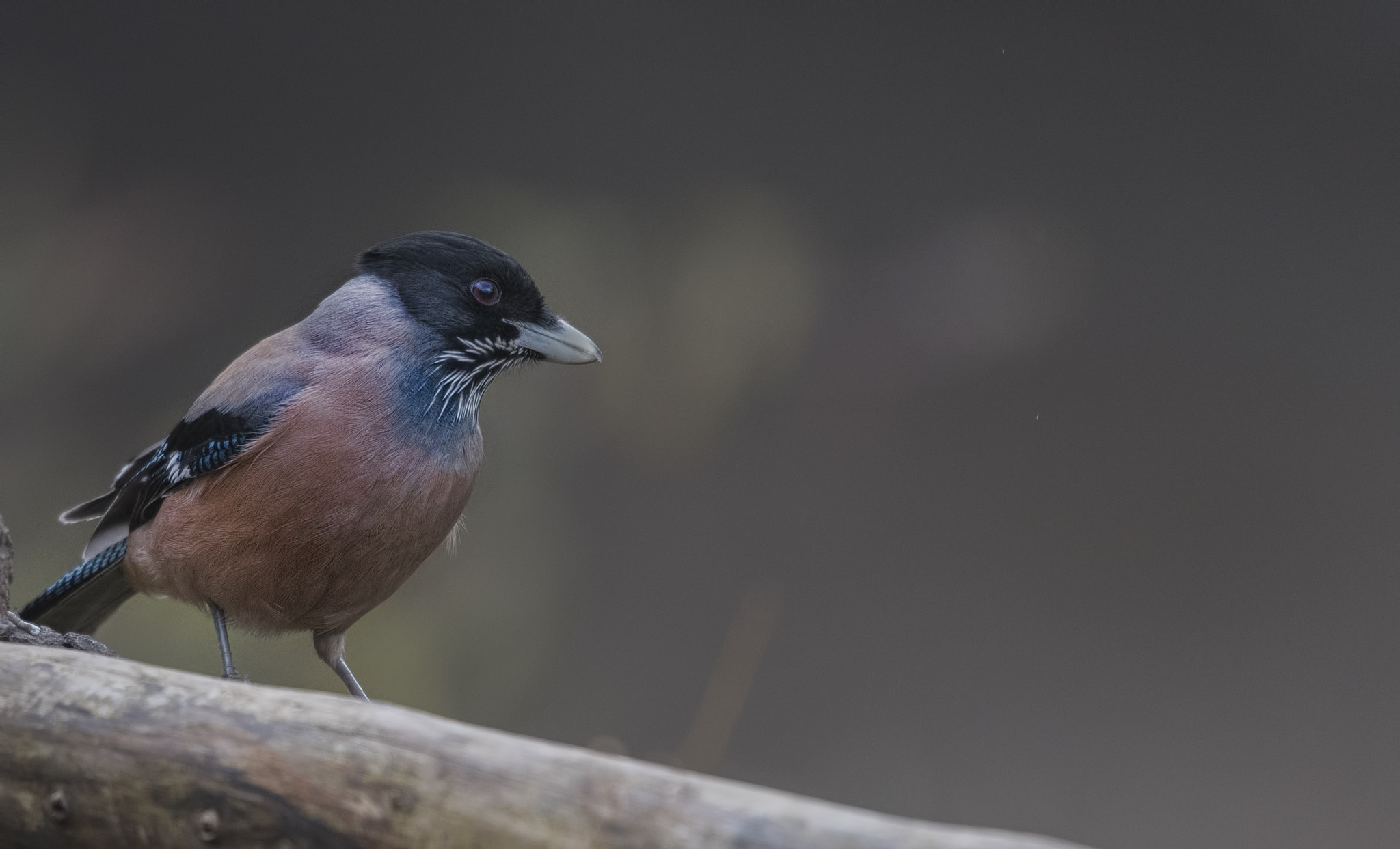 Nikon D750 + Nikon AF-S Nikkor 500mm F4G ED VR sample photo. Black-headed jay photography