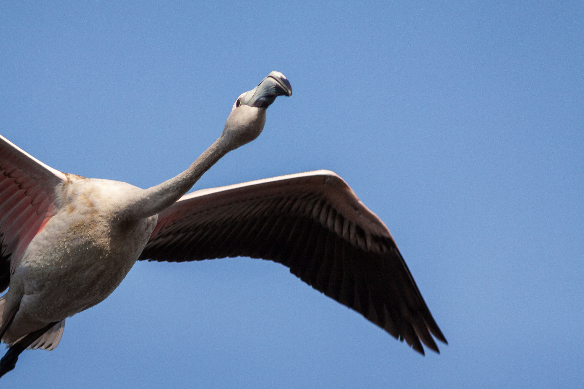 Canon EF 300mm F4L IS USM sample photo. Flamant rose photography