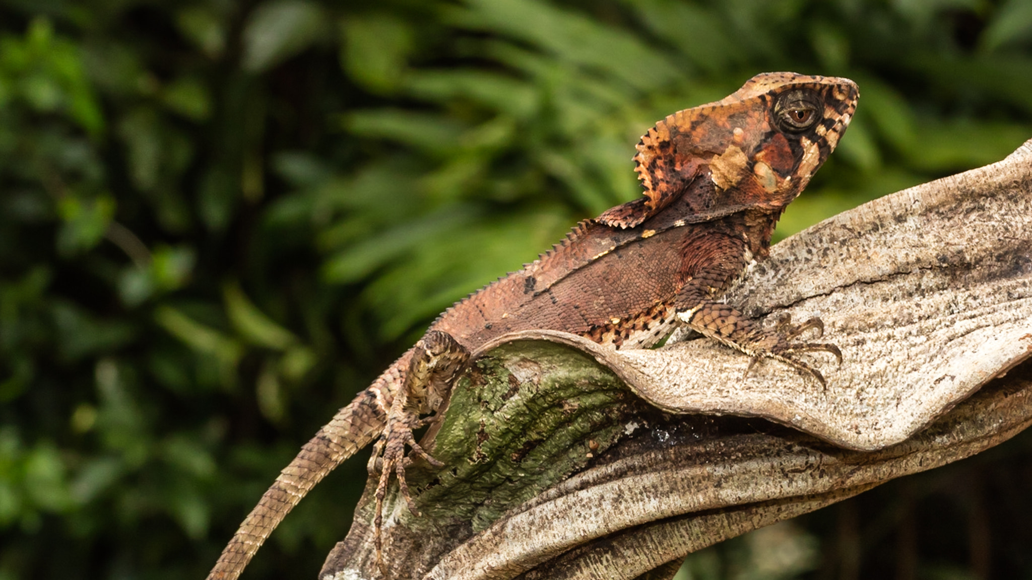 Canon EF 100mm F2.8 Macro USM sample photo. Basilisk photography