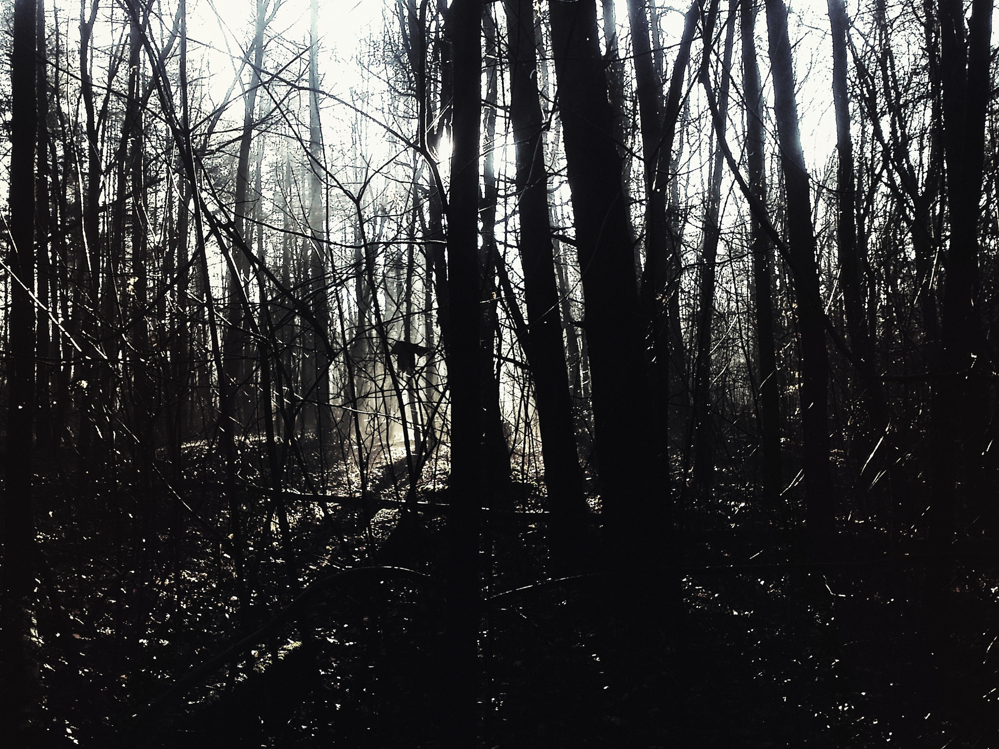 Sony Ericsson Xperia neo V sample photo. ...forest... photography