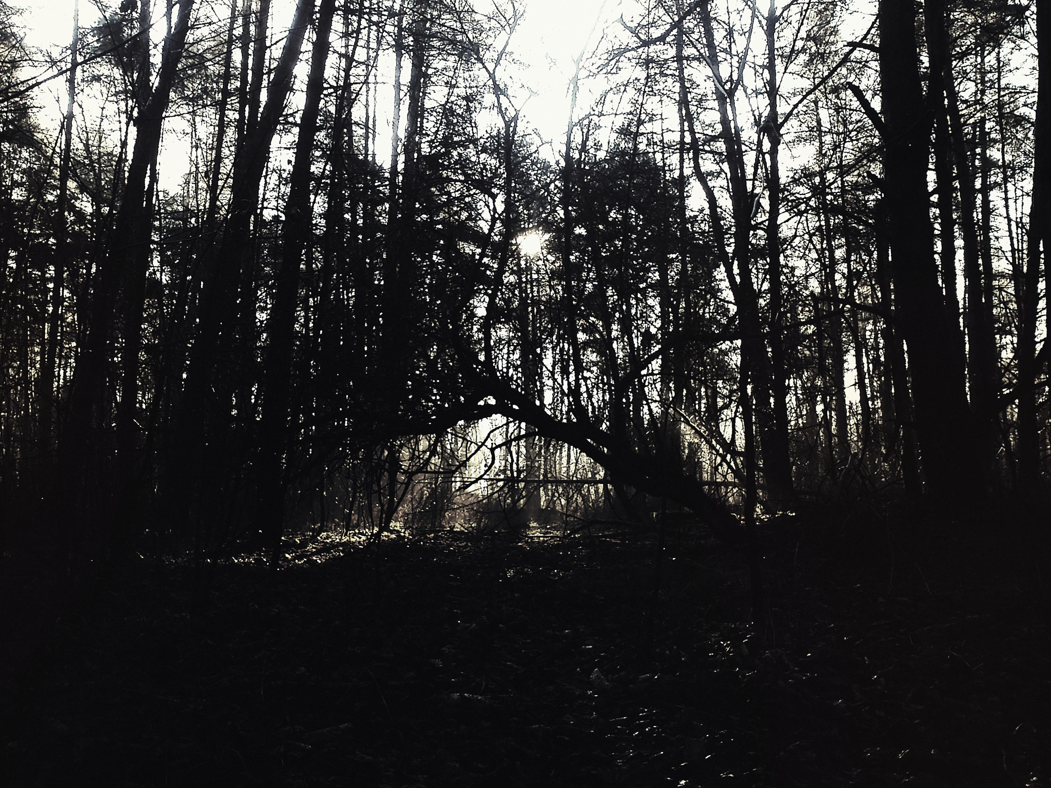 Sony Ericsson Xperia neo V sample photo. ...forest... photography