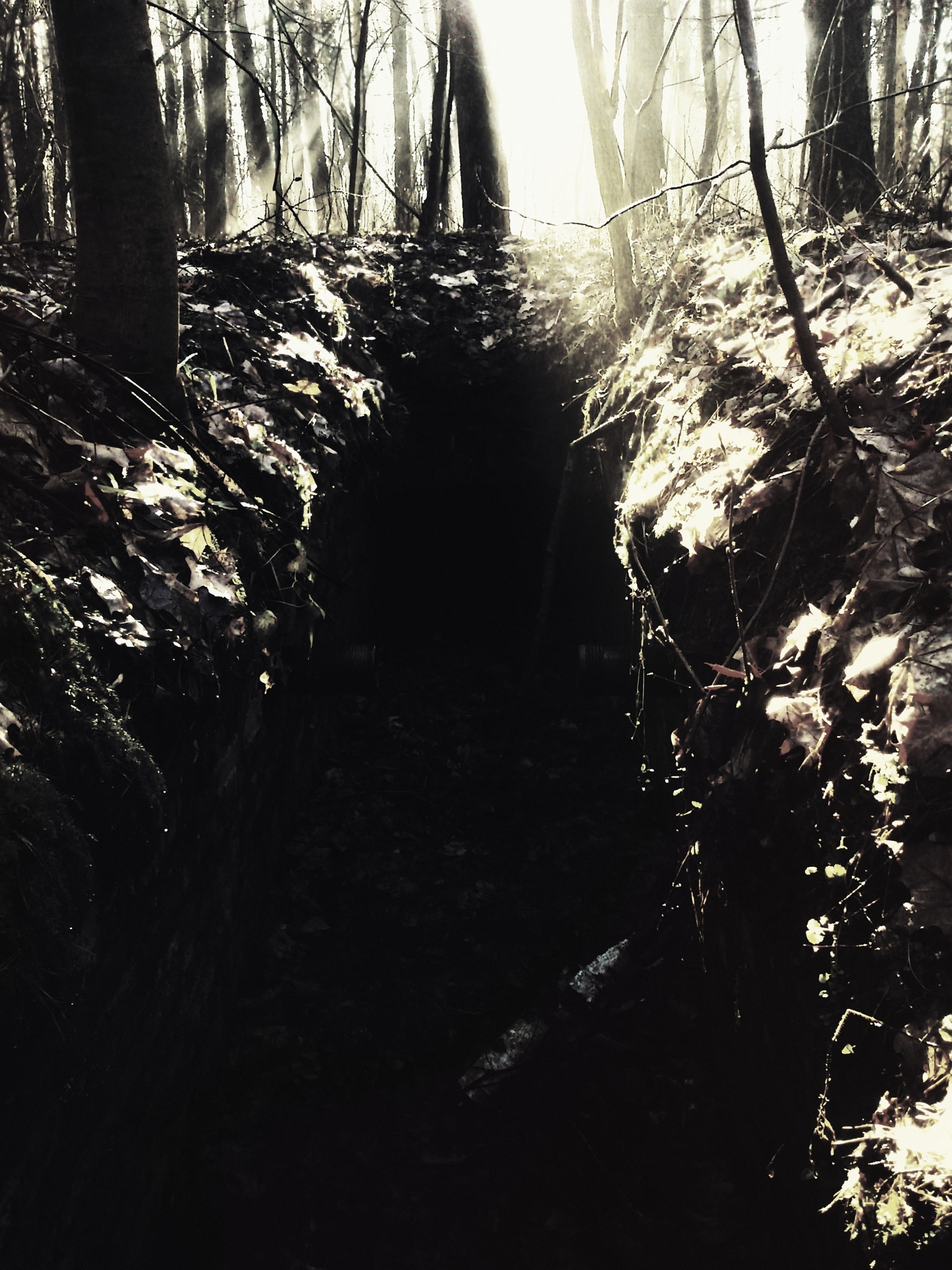 Sony Ericsson Xperia neo V sample photo. ...forest... photography