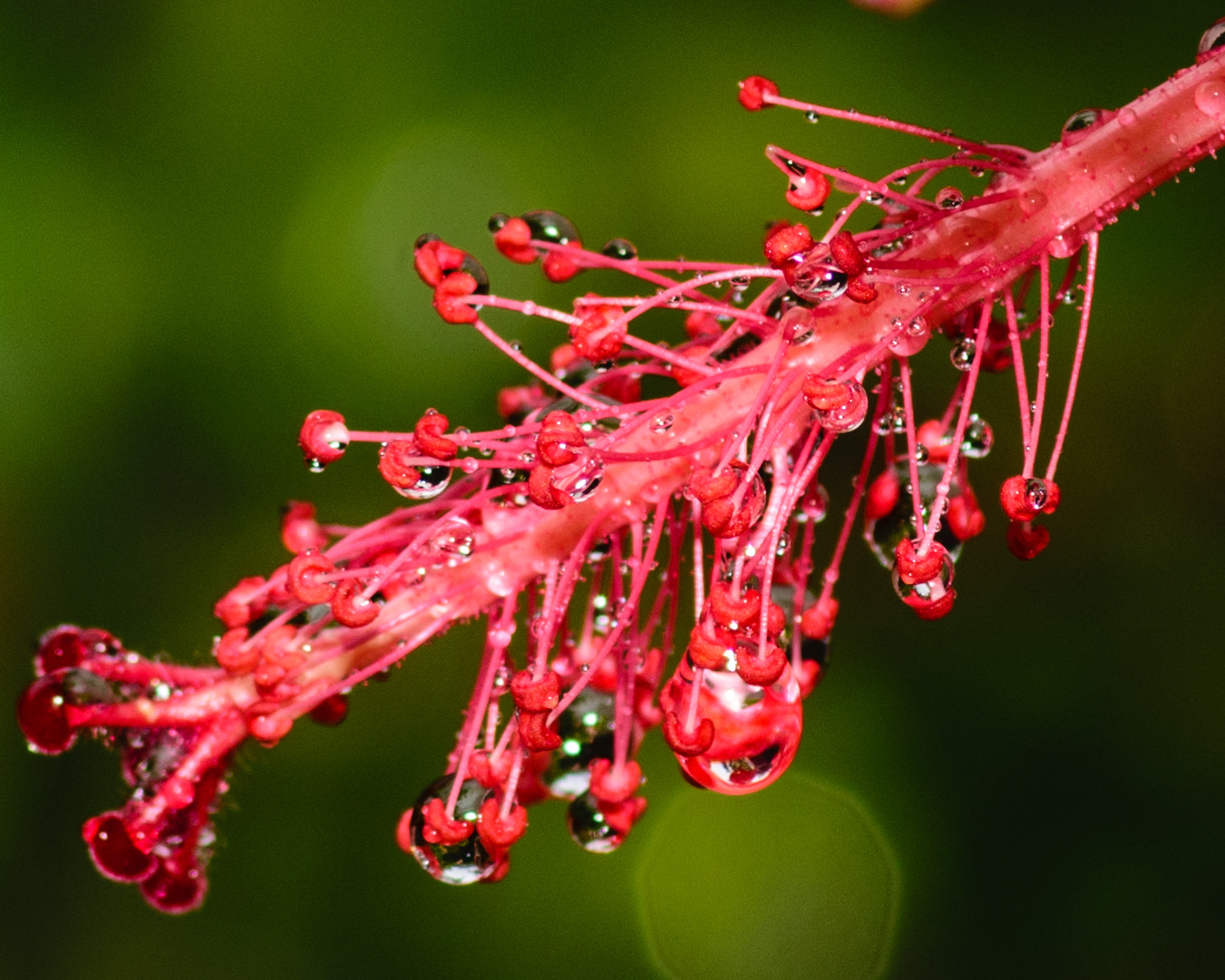 Tokina AT-X Pro 100mm F2.8 Macro sample photo. Stem in the rain photography
