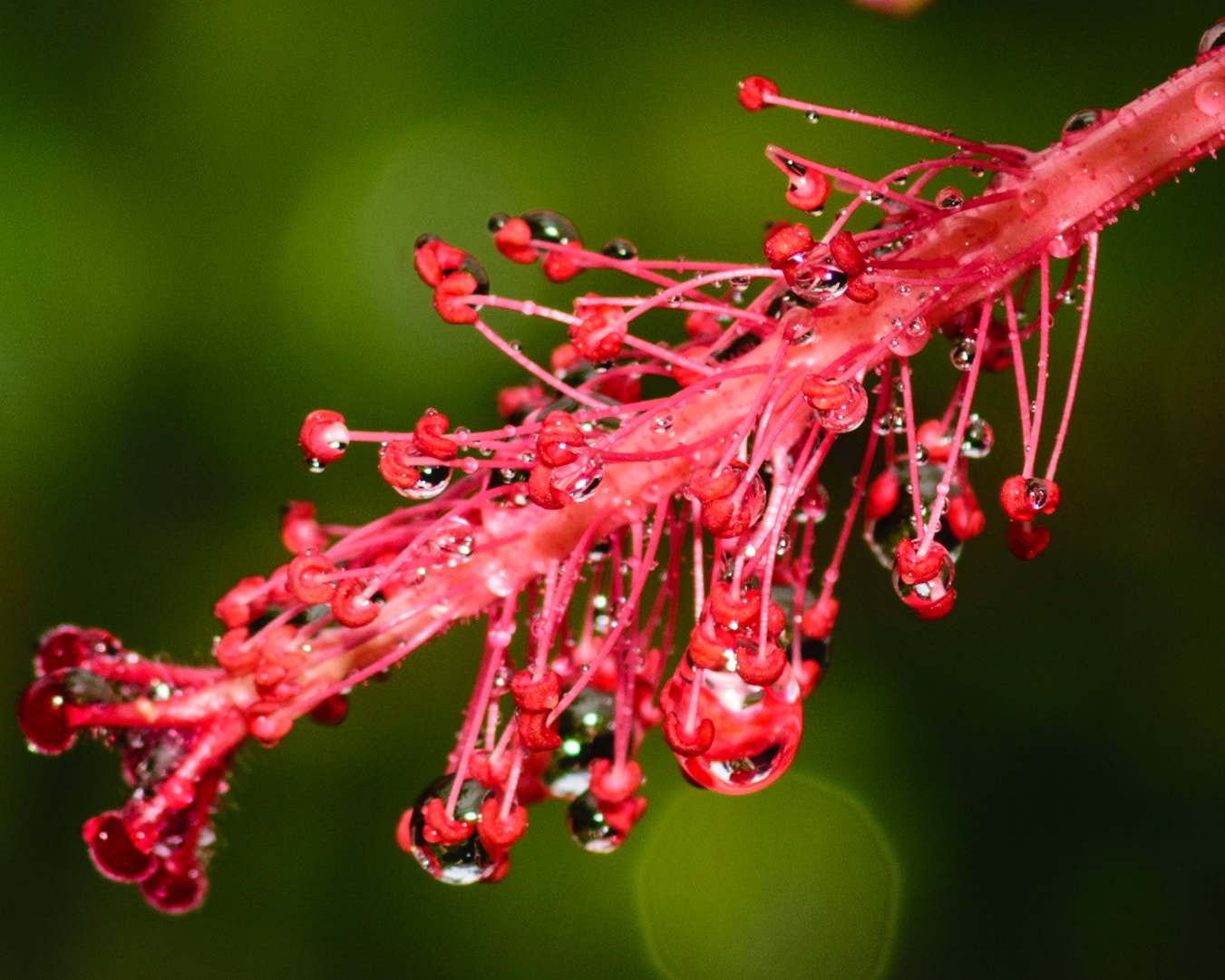 Nikon D3300 + Tokina AT-X Pro 100mm F2.8 Macro sample photo. Stem in the rain photography