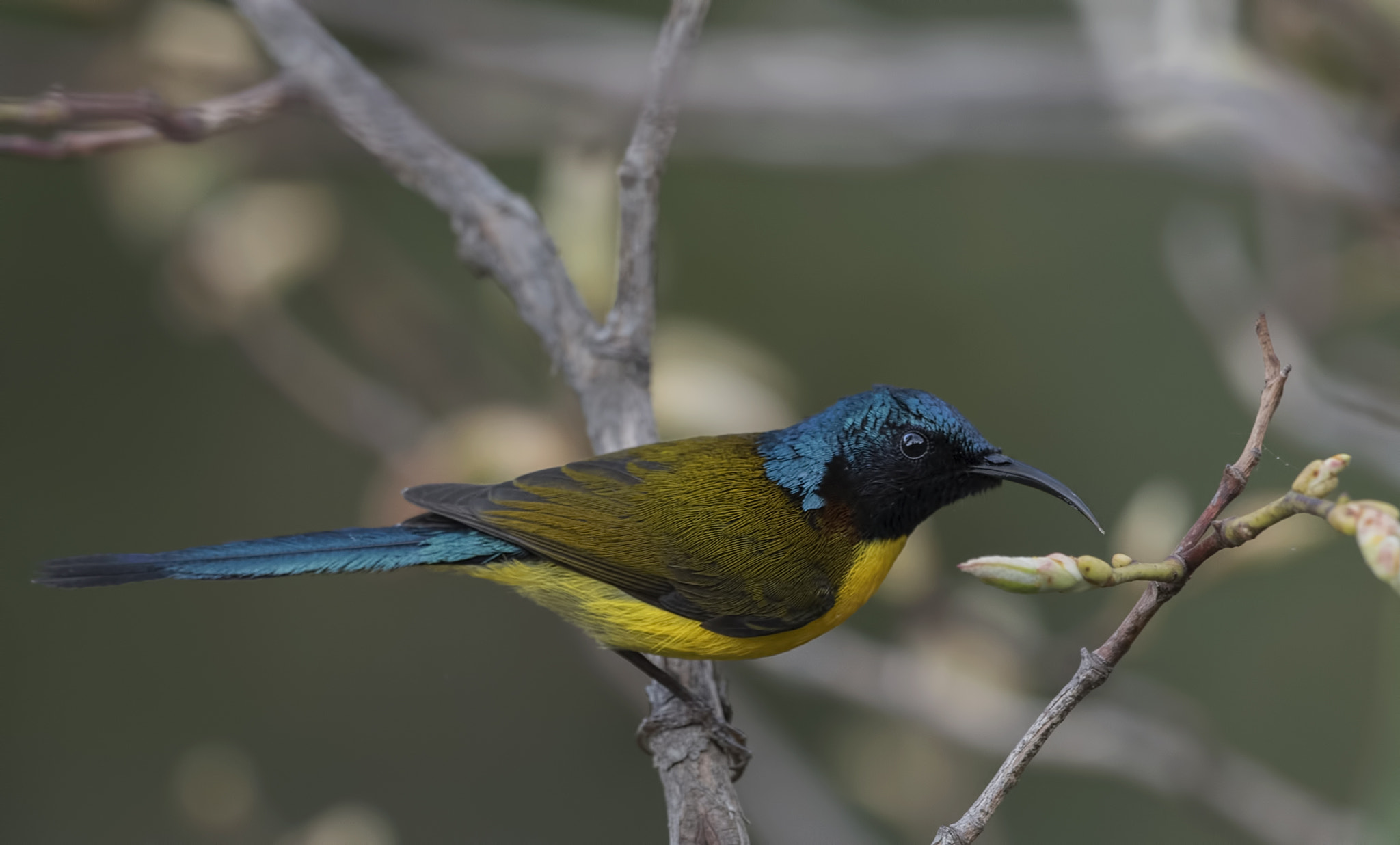 Nikon D750 sample photo. Green-tailed sunbird photography